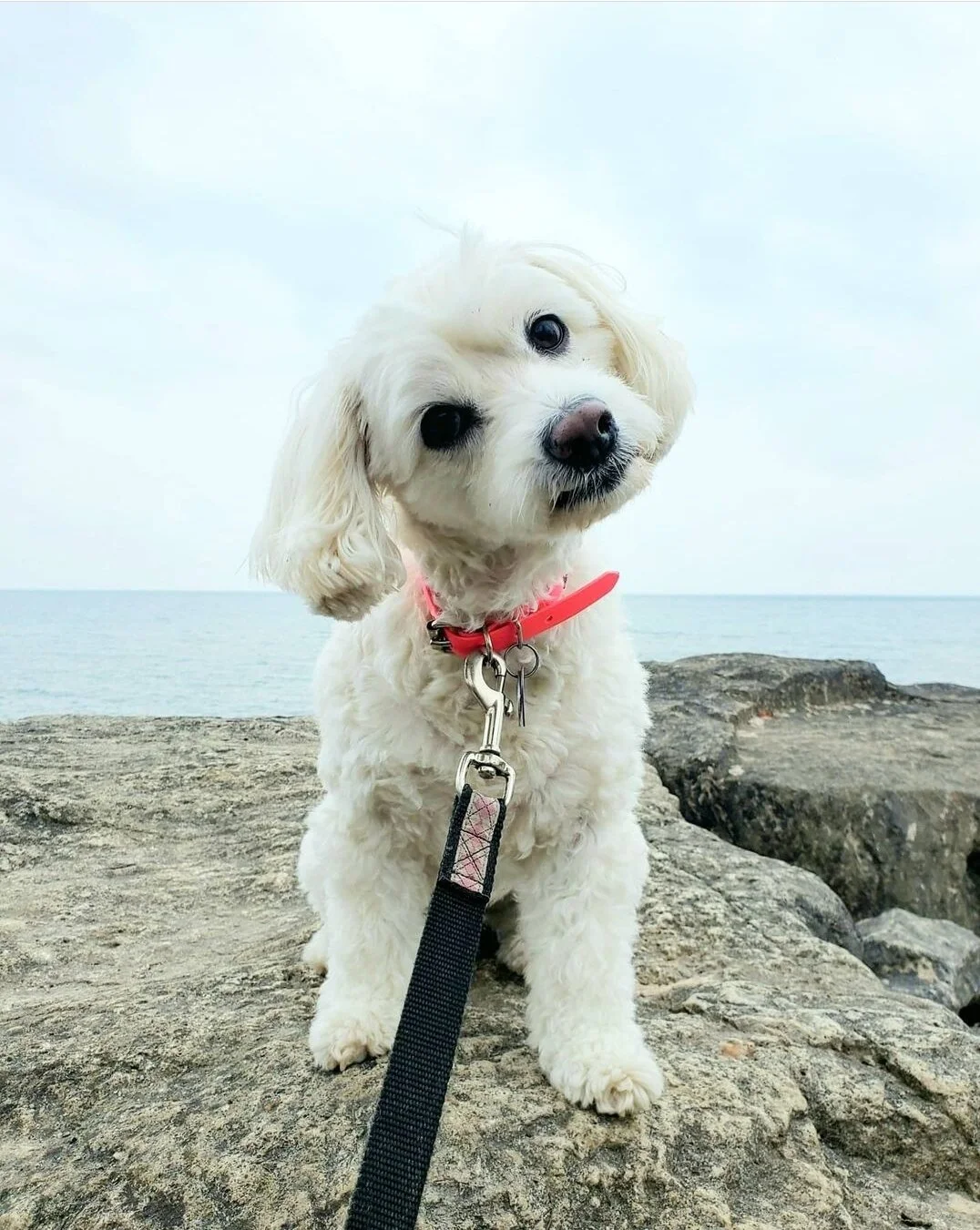 PENNY LANE - Cockapoo