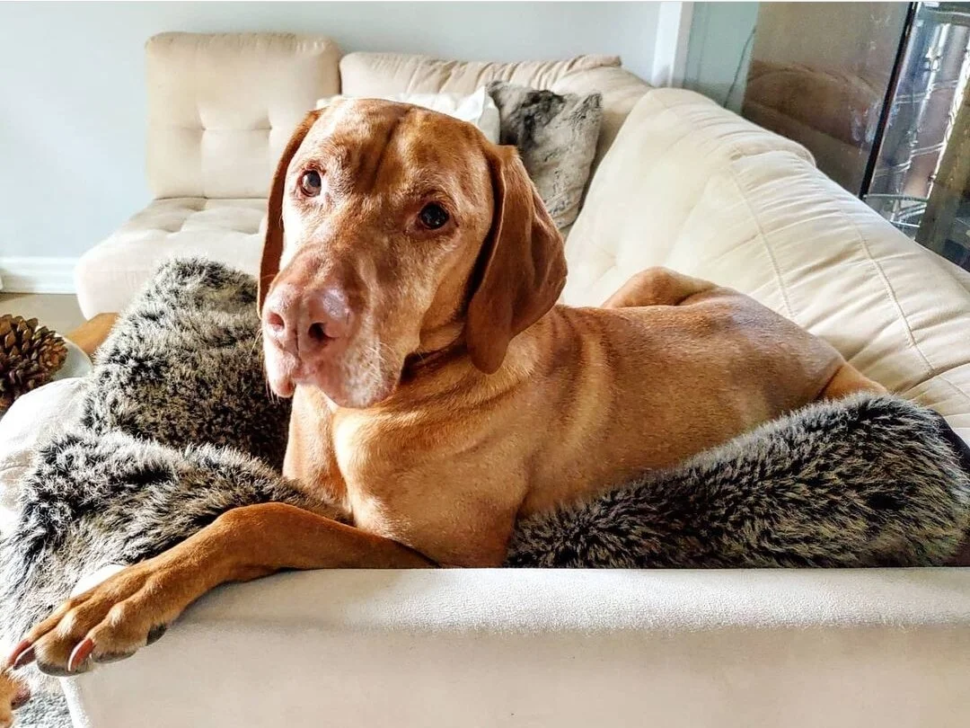 JACKSON - Vizsla
