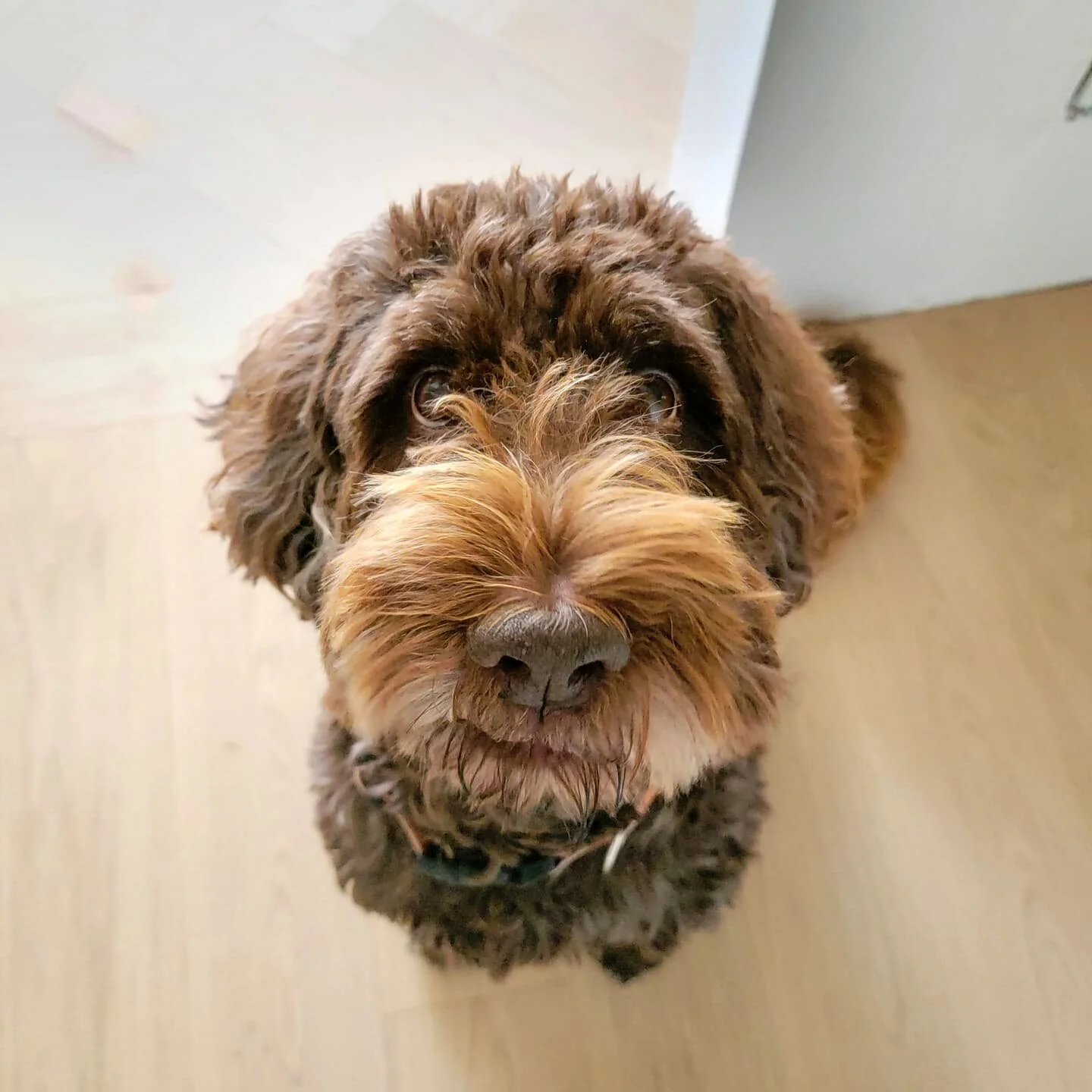 MILO - Australian Labradoodle