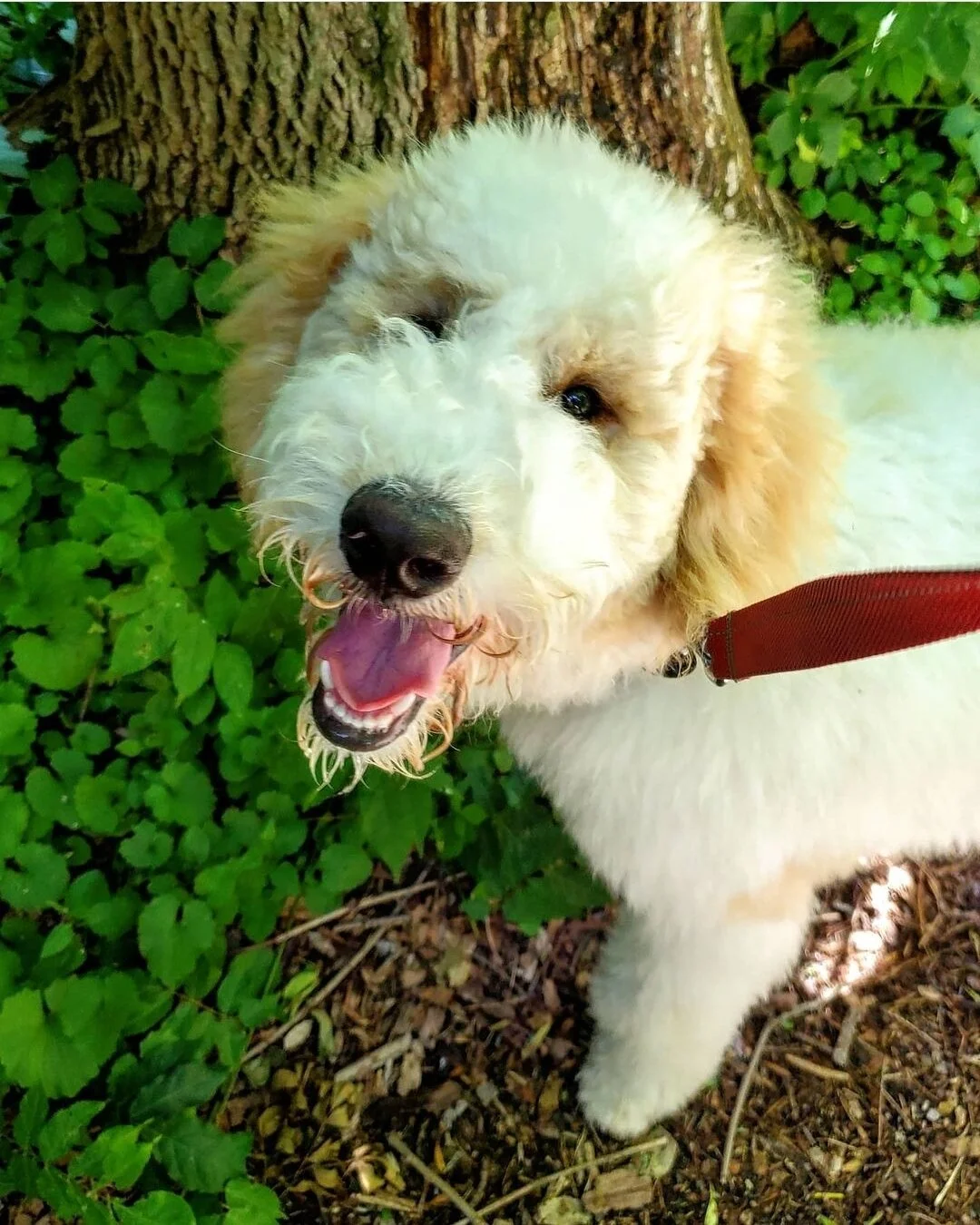 RUFUS - Bernedoodle