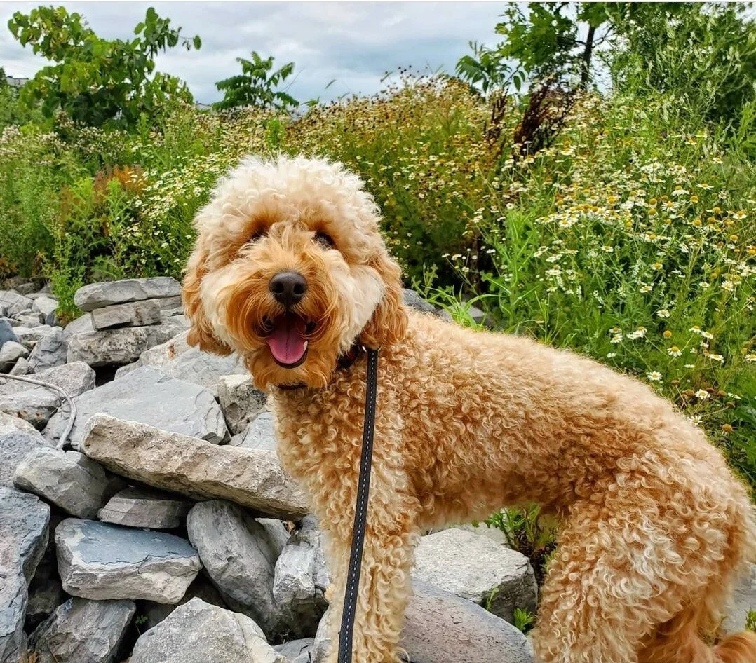 TOBY - Mini Goldendoodle