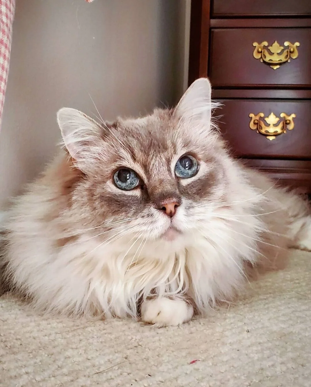 LILY