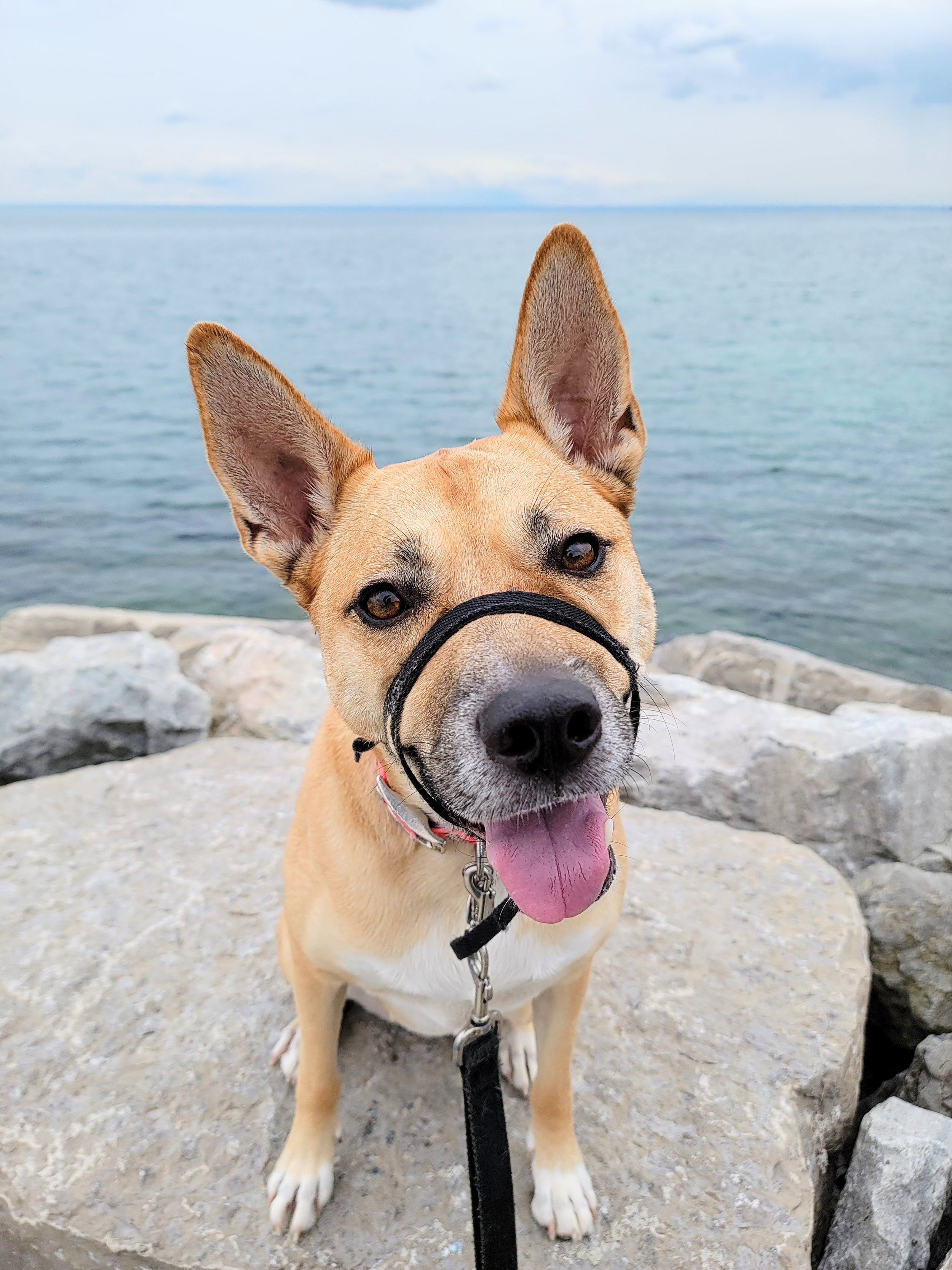ANGEL - Mexican Rescue Dog