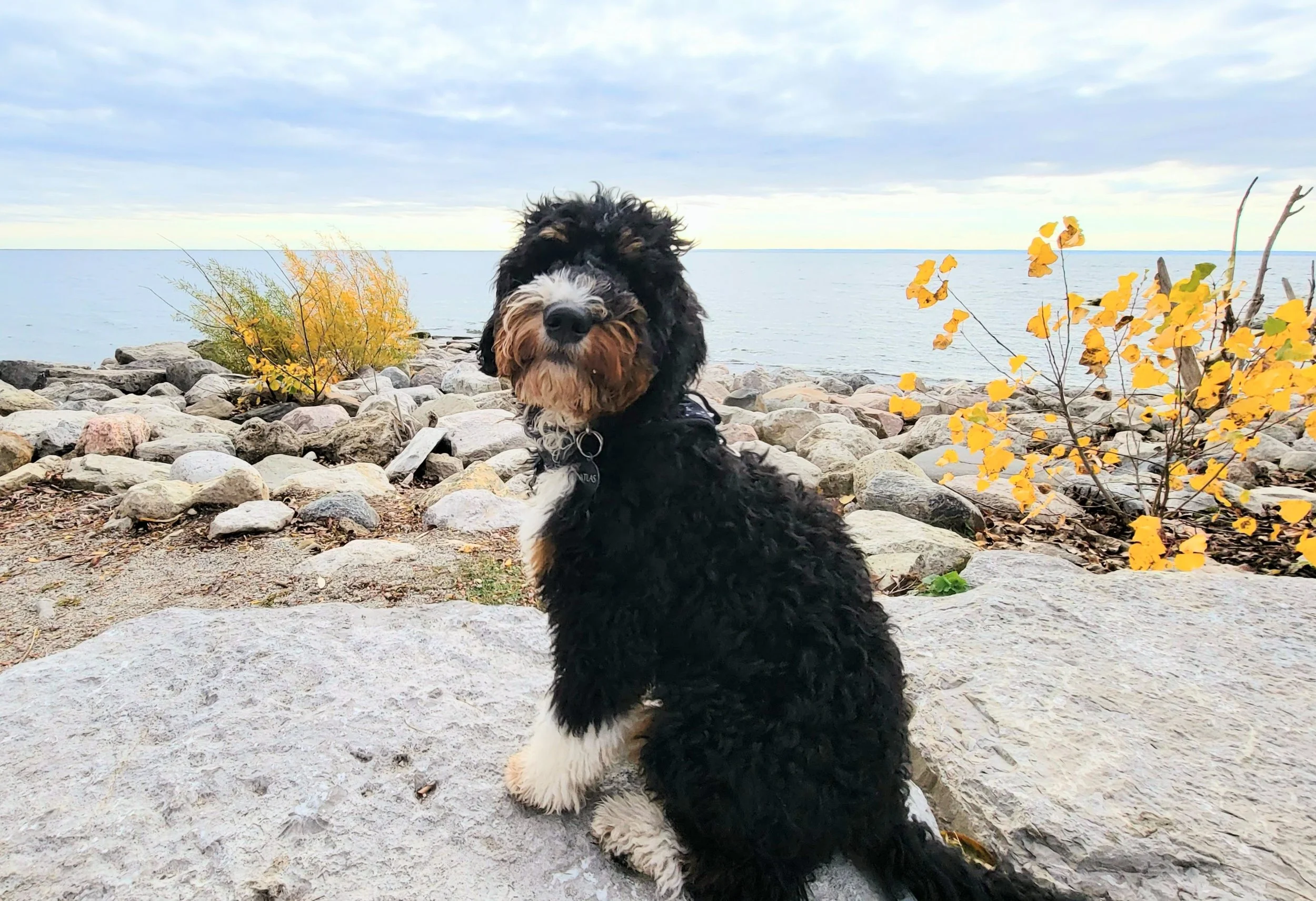 ATLAS - Bernedoodle