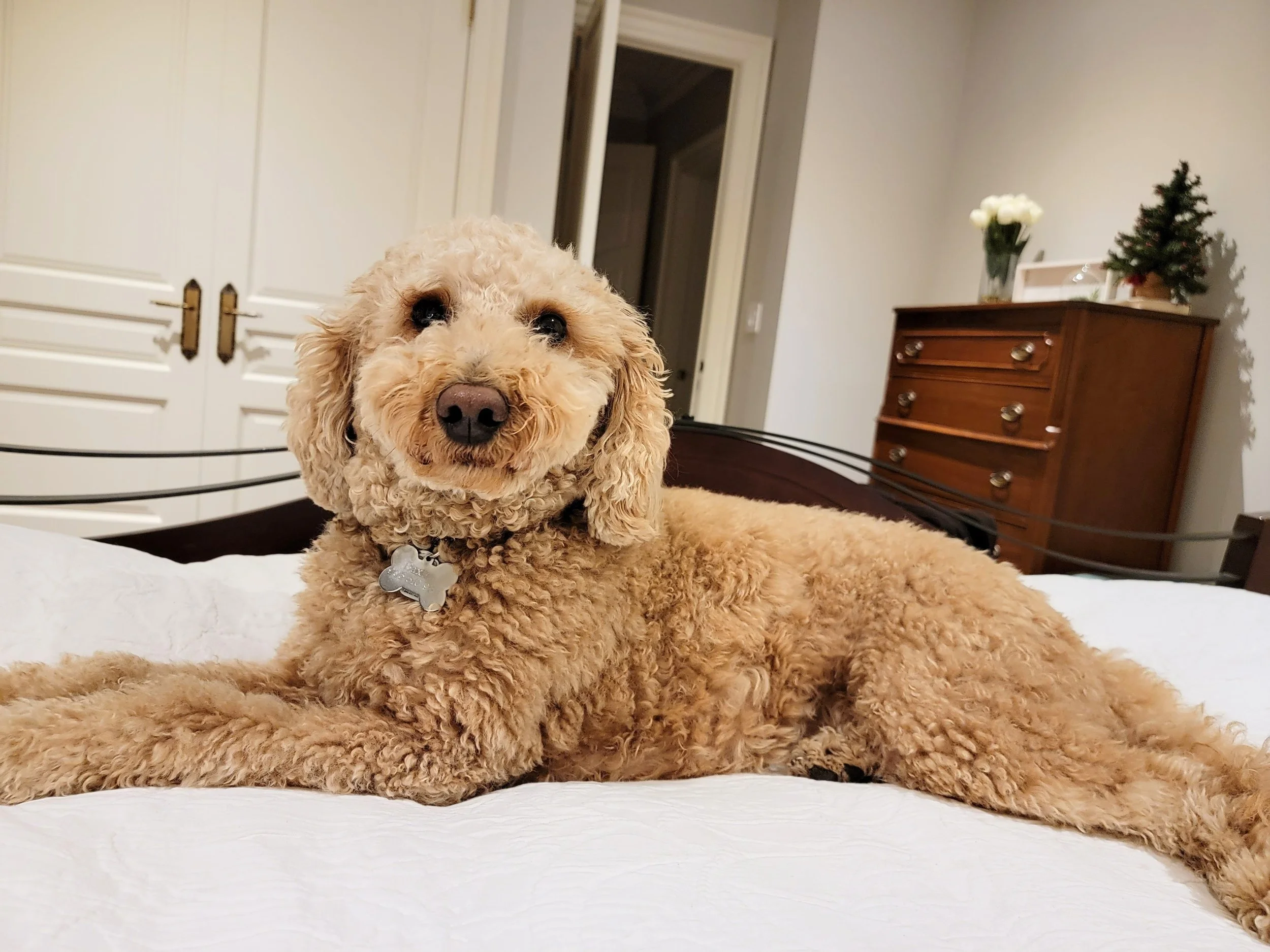 BAXTER - Mini Goldendoodle