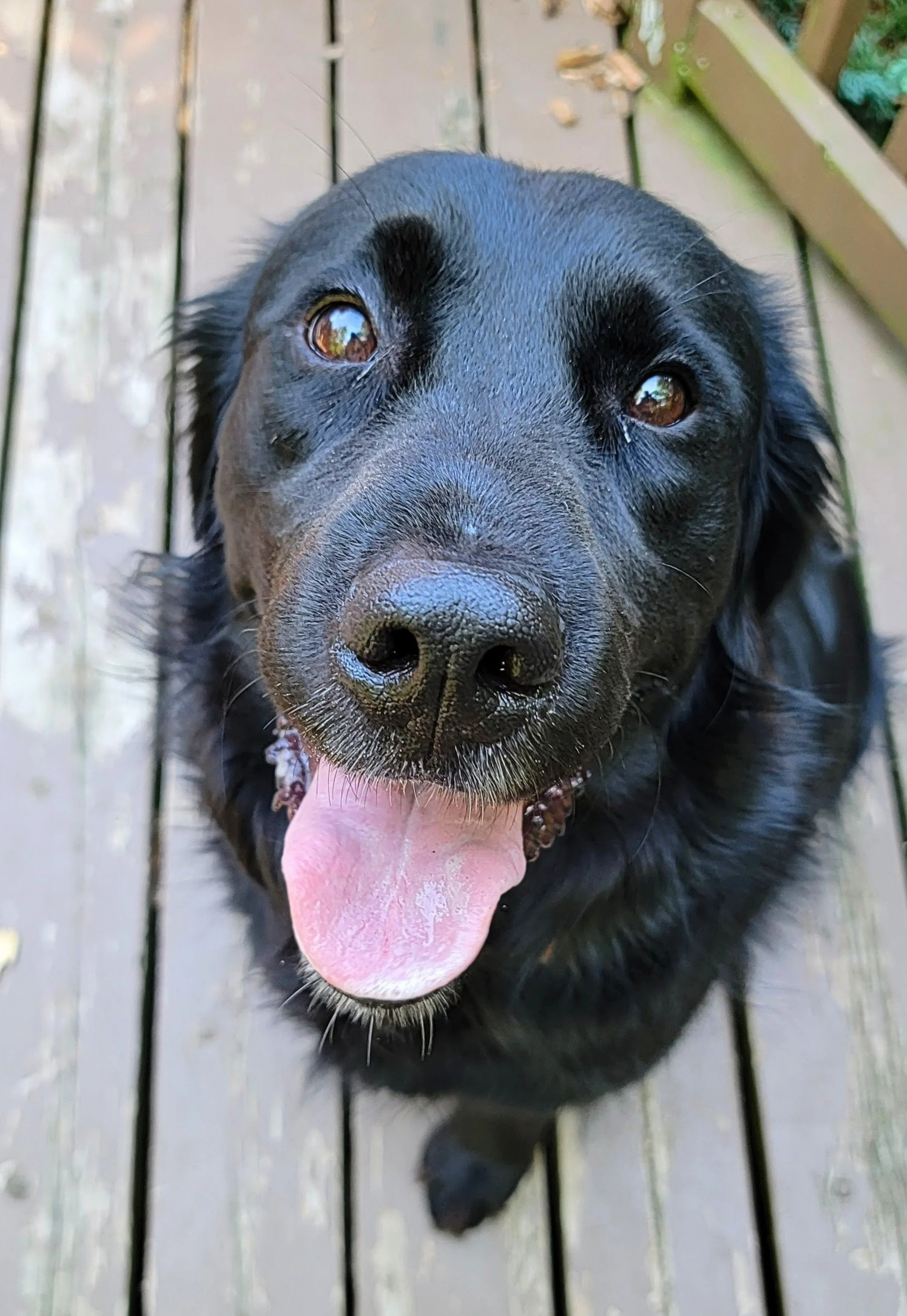 BODHI - Newfoundlander Mix