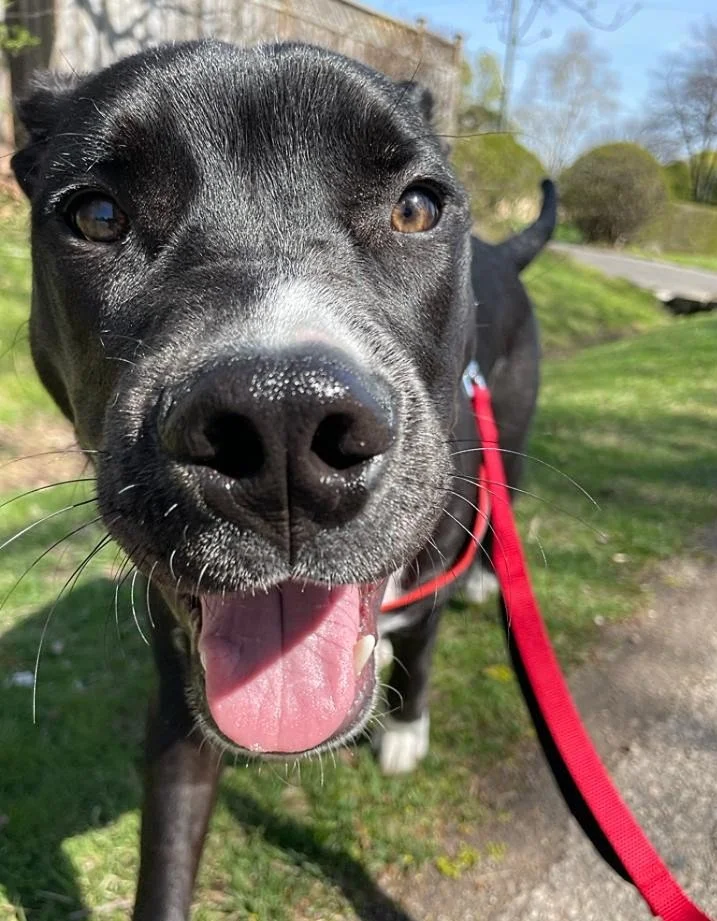 OTIS - Bully/Black Lab Mix