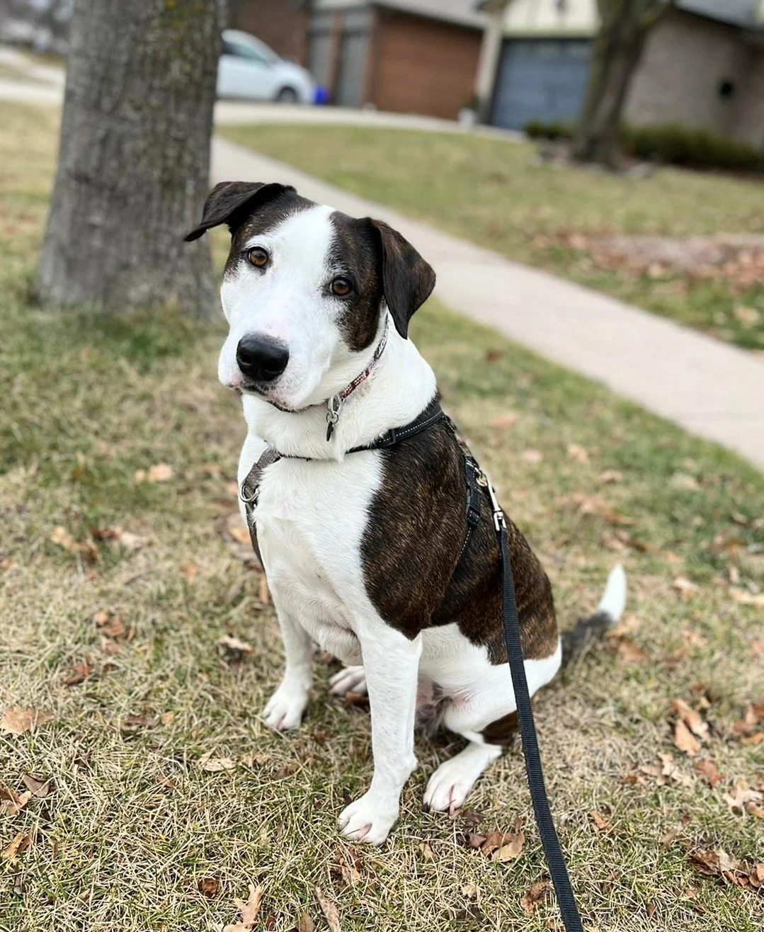 MADDIE - Lab Hound Mix