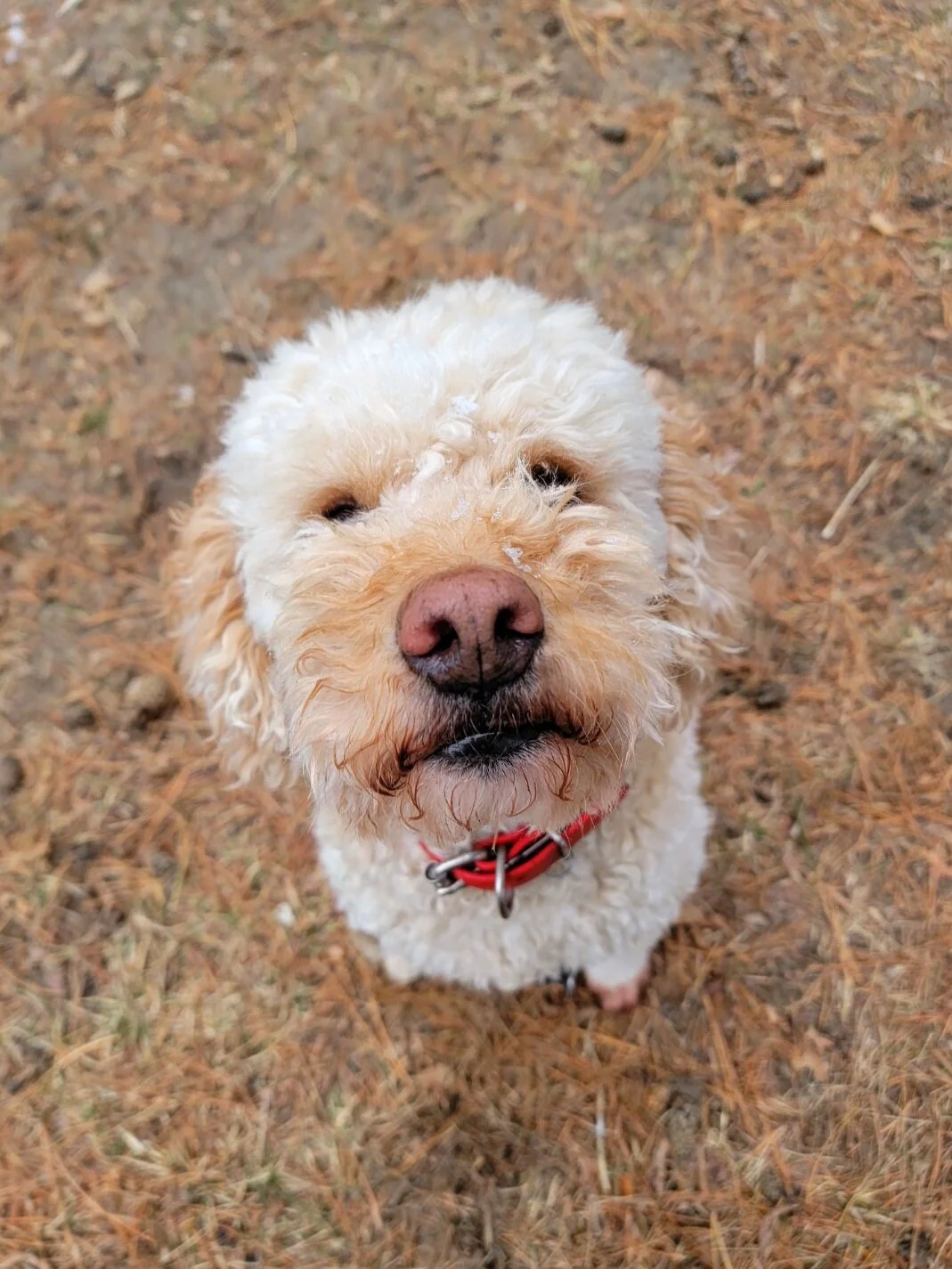 HENRY - Mini Goldendoodle