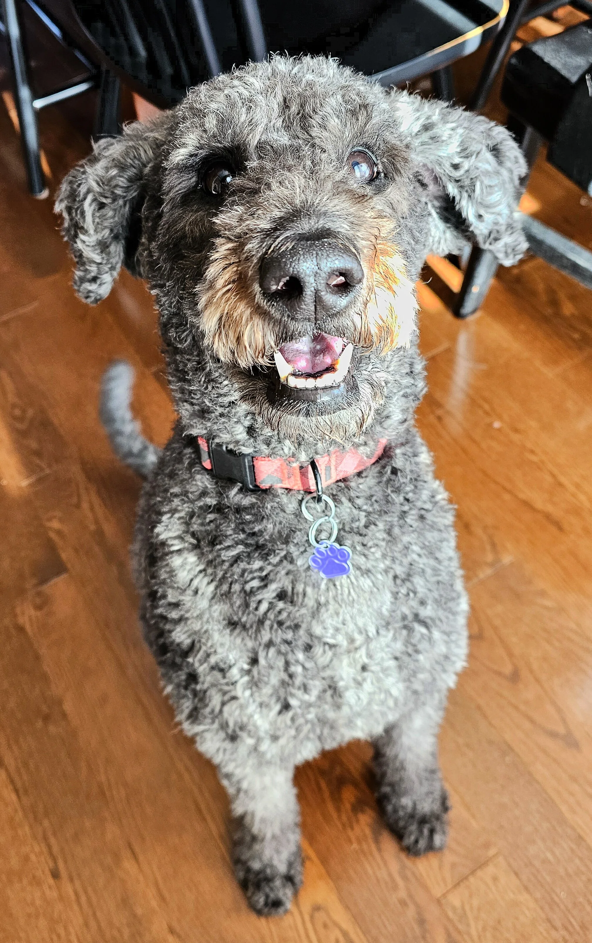 FLOWER - Poodle