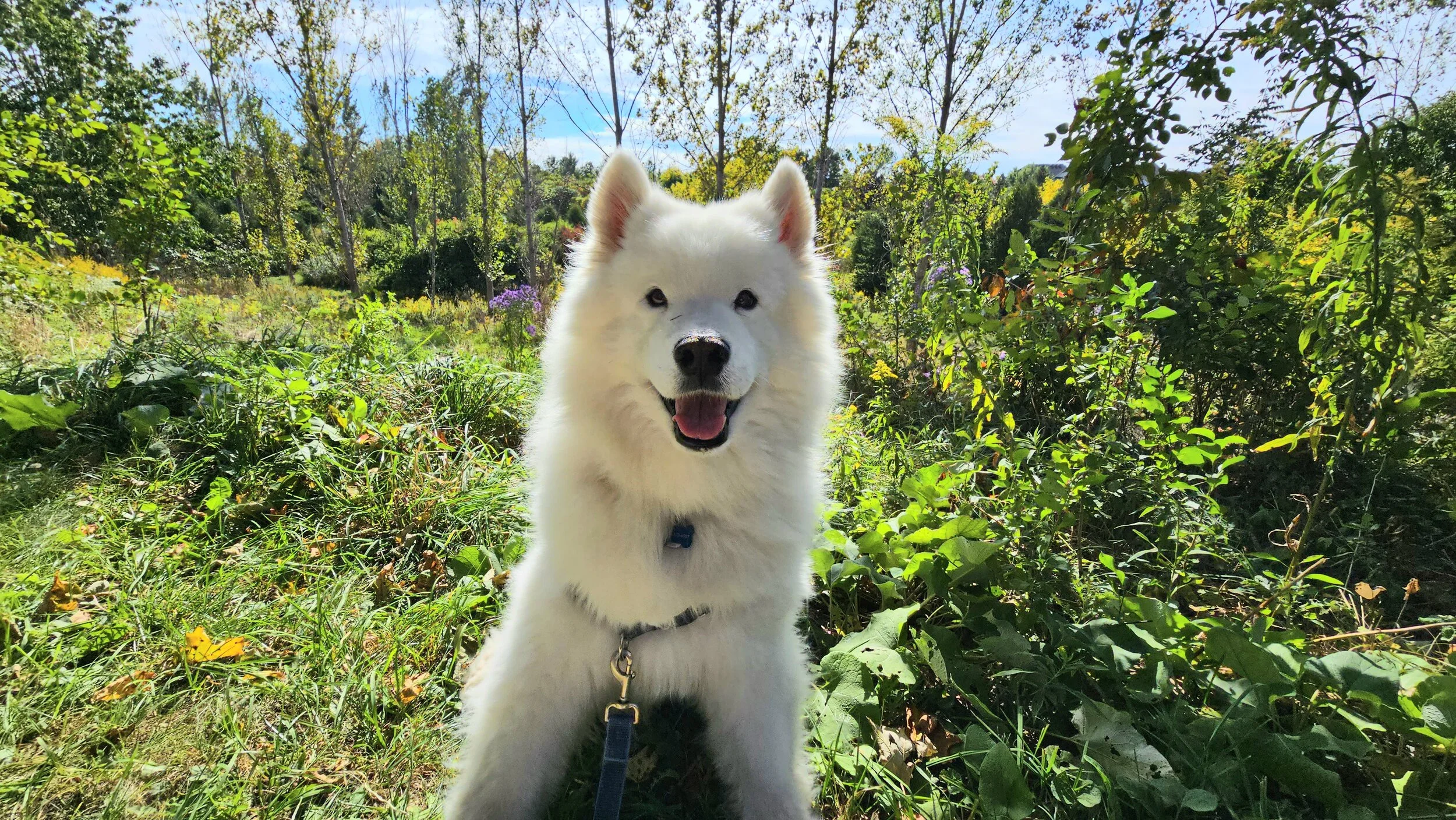 KIPPER - Samoyed