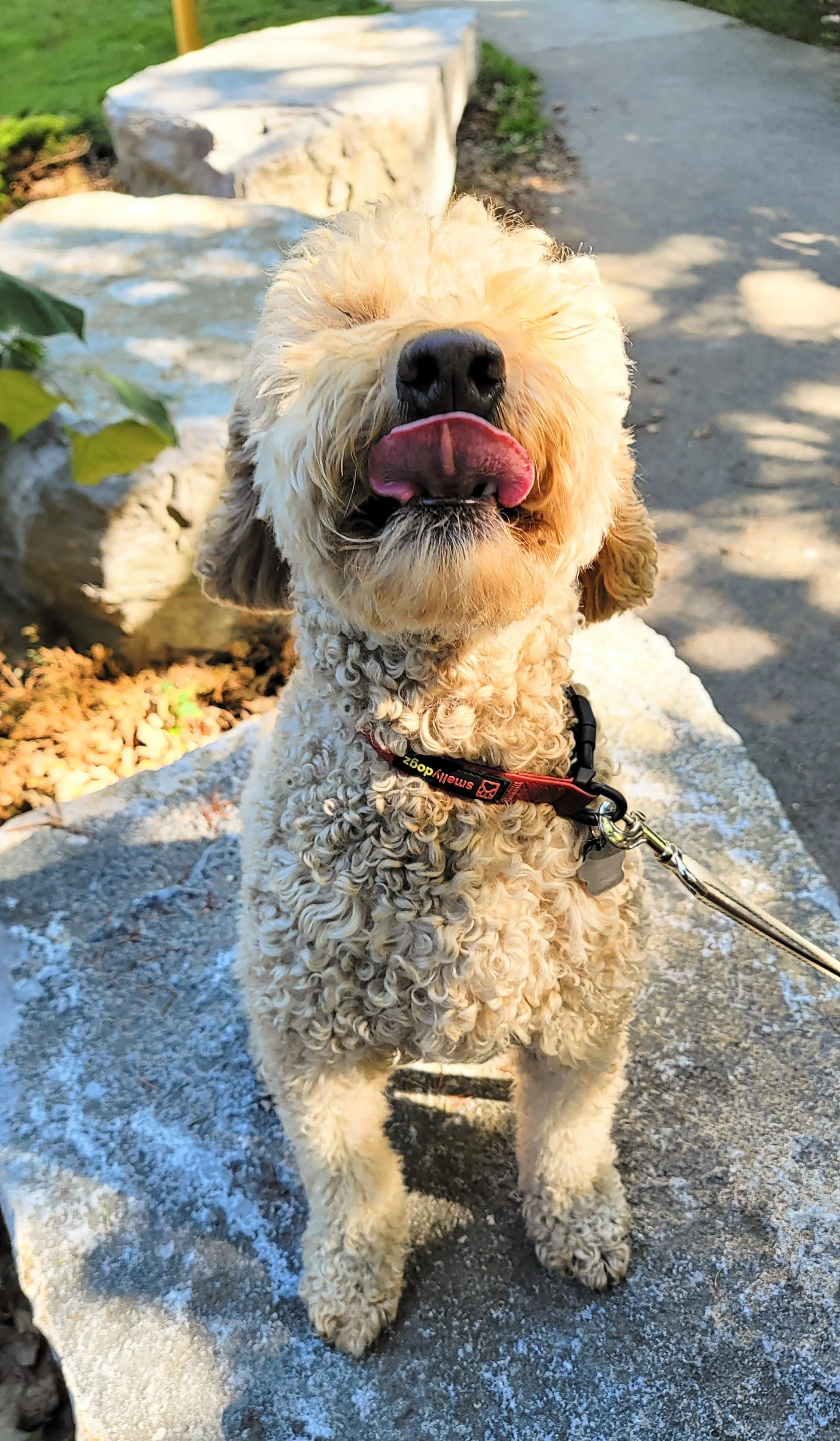 NUTMEG - Mini Goldendoodle