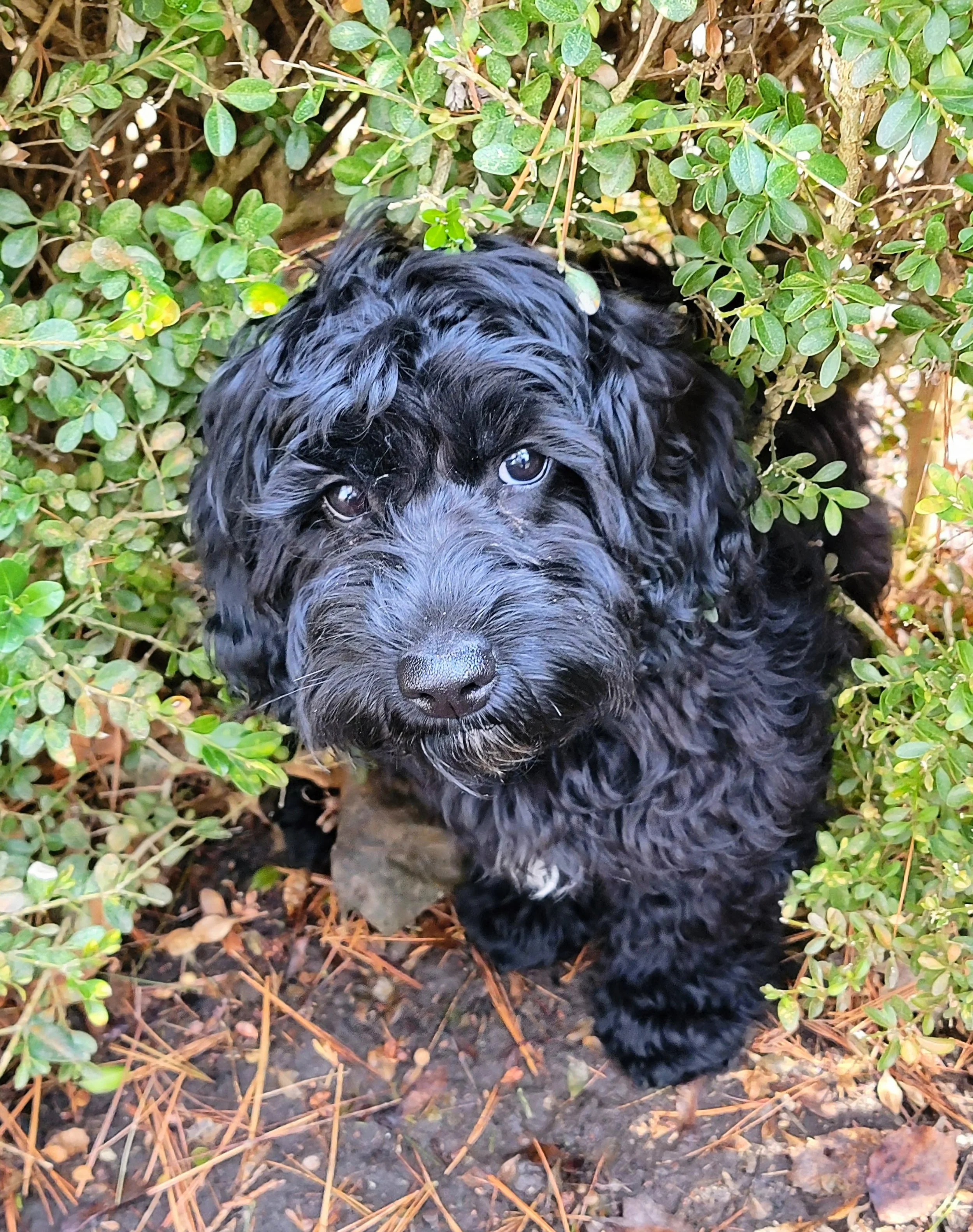 PEPPER - Cockapoo