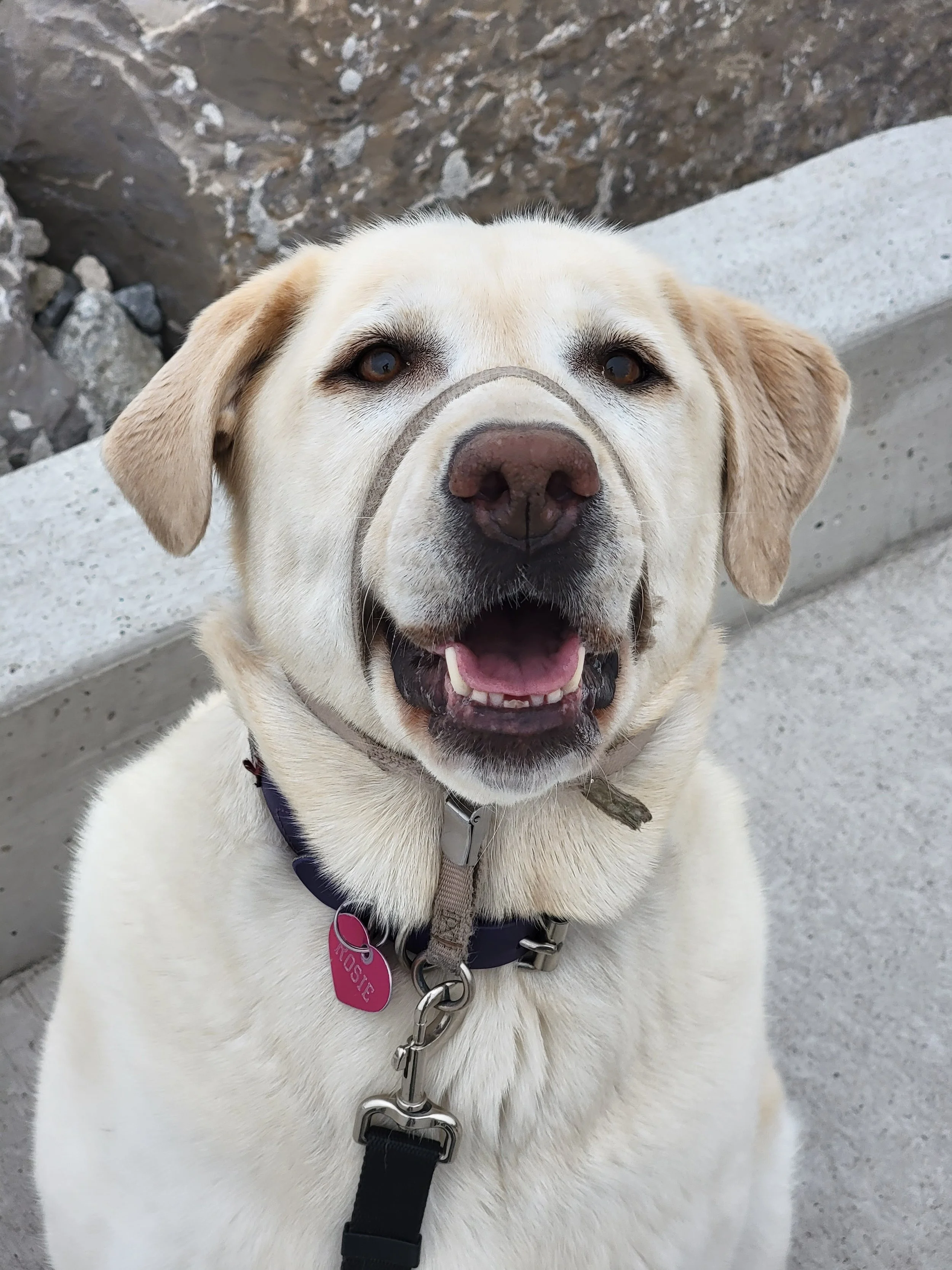 ROSIE - Labrador Retriever