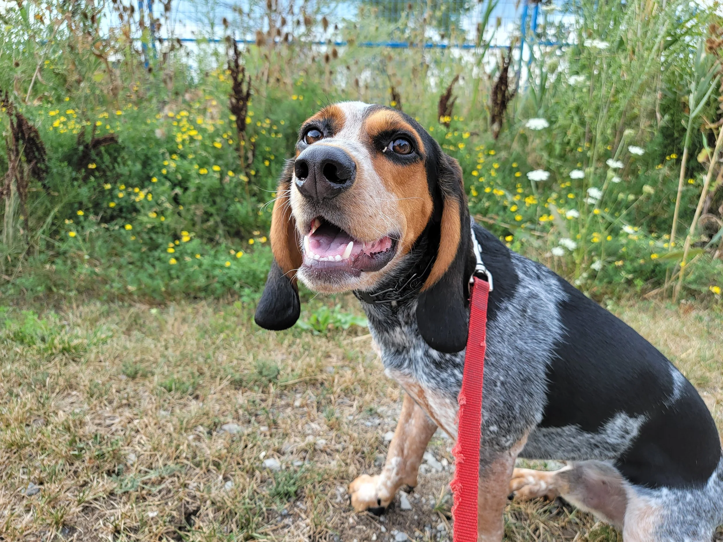 RIO - Beagle