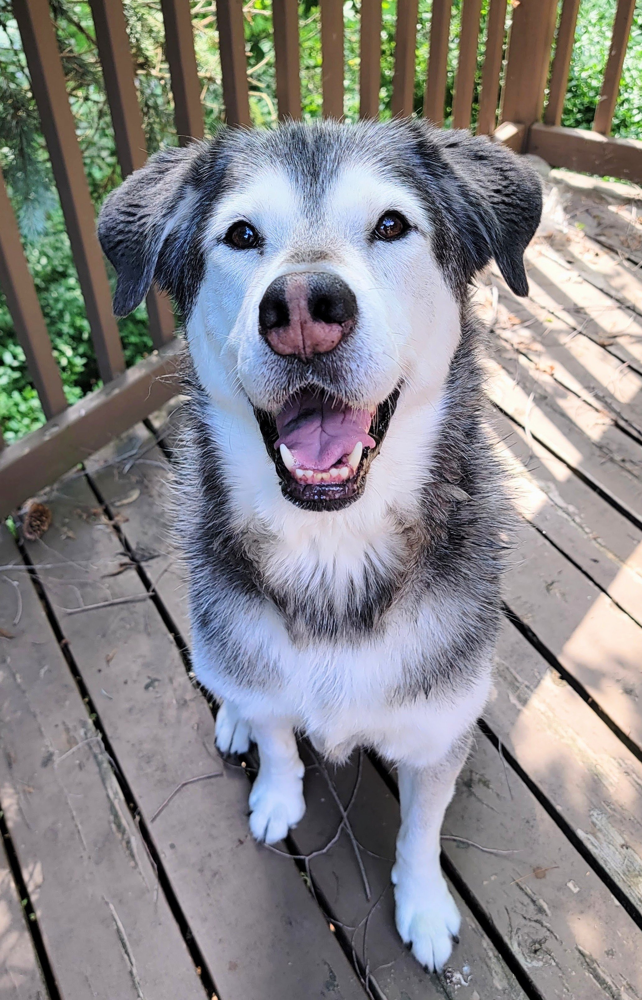 SKYE - Husky Mix