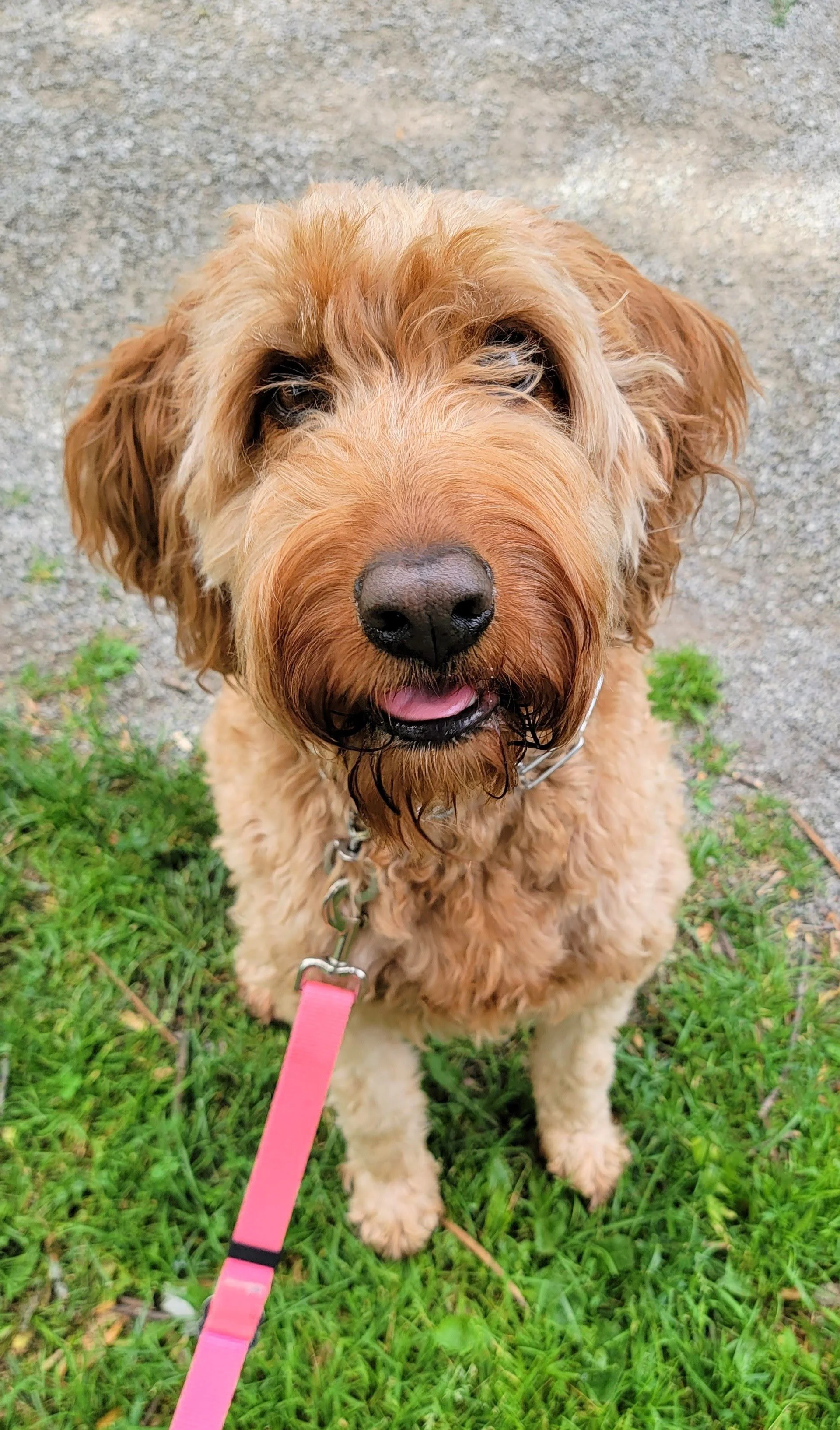 SULLY - Goldendoodle