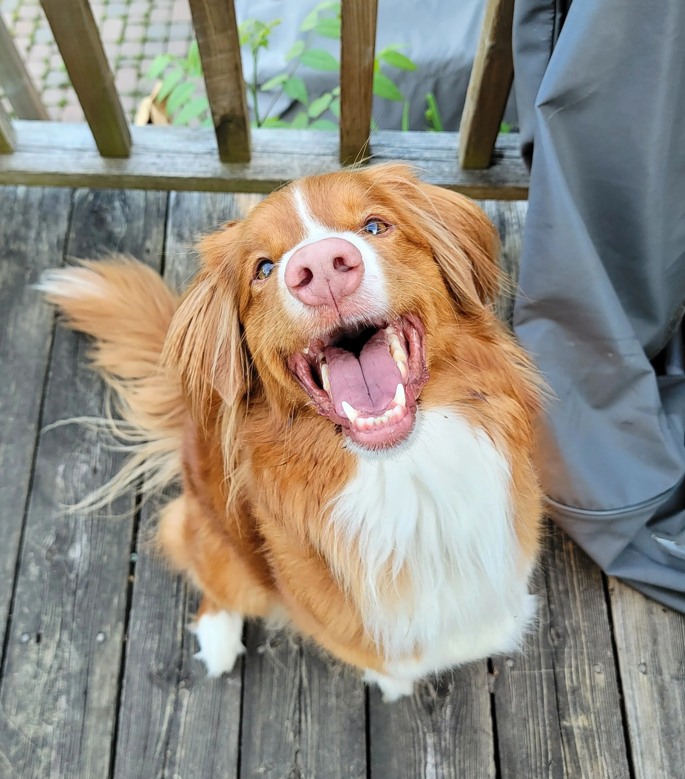 TILLEY - Nova Scotia Duck Tolling Retriever