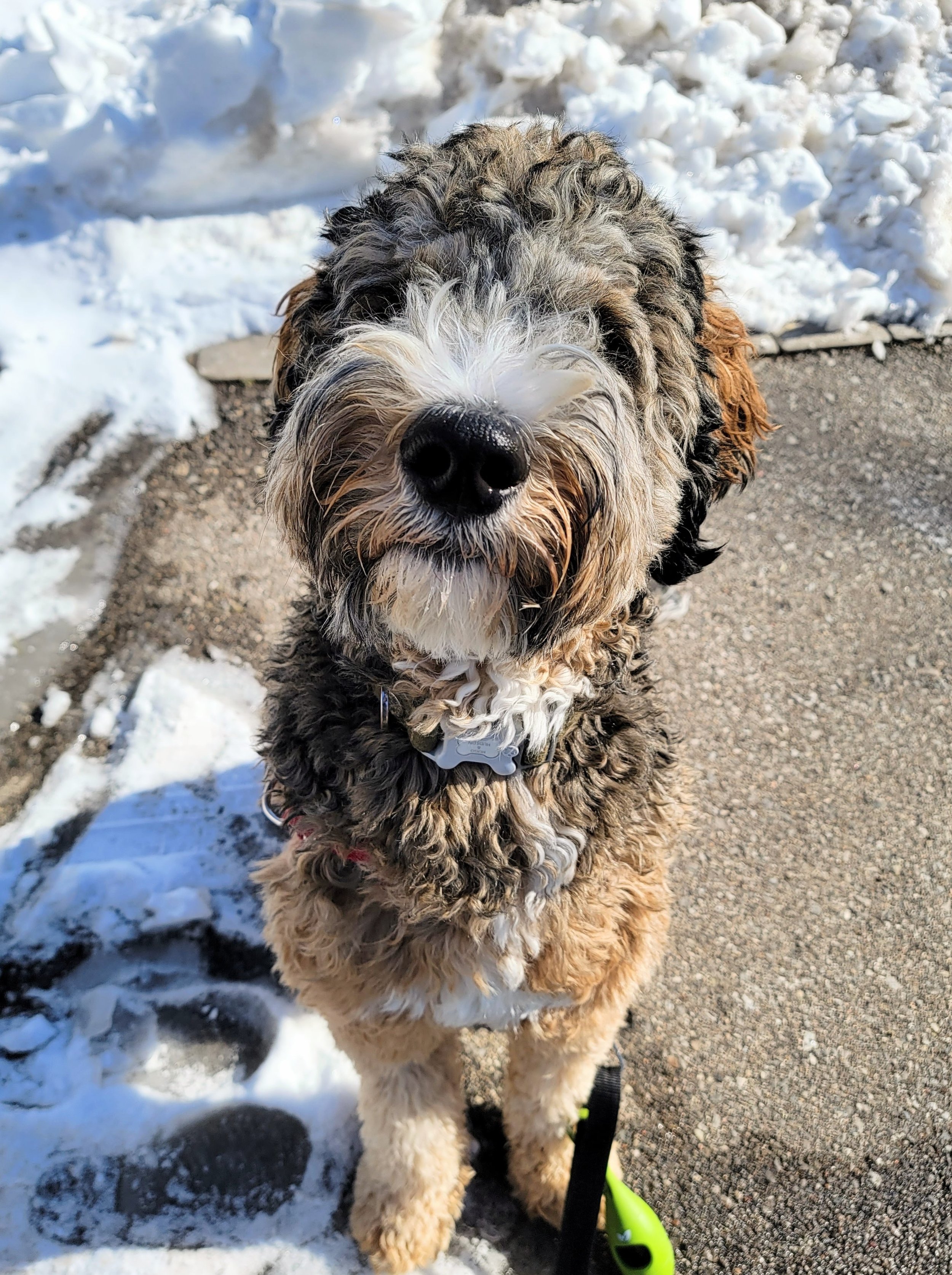 YOGI - Bernedoodle