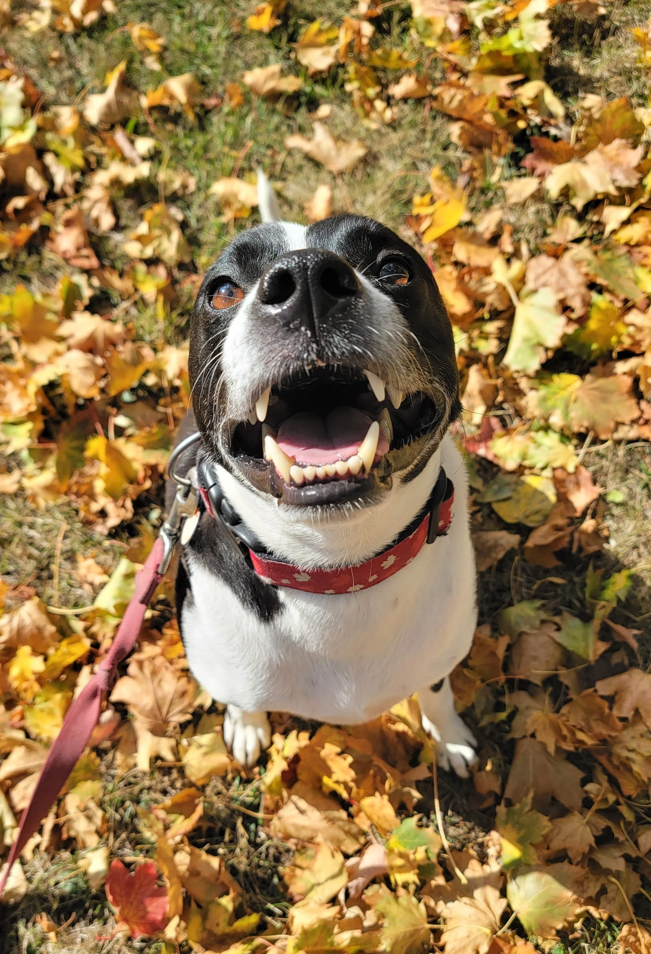 ROMEO - Boston Terrier Mix