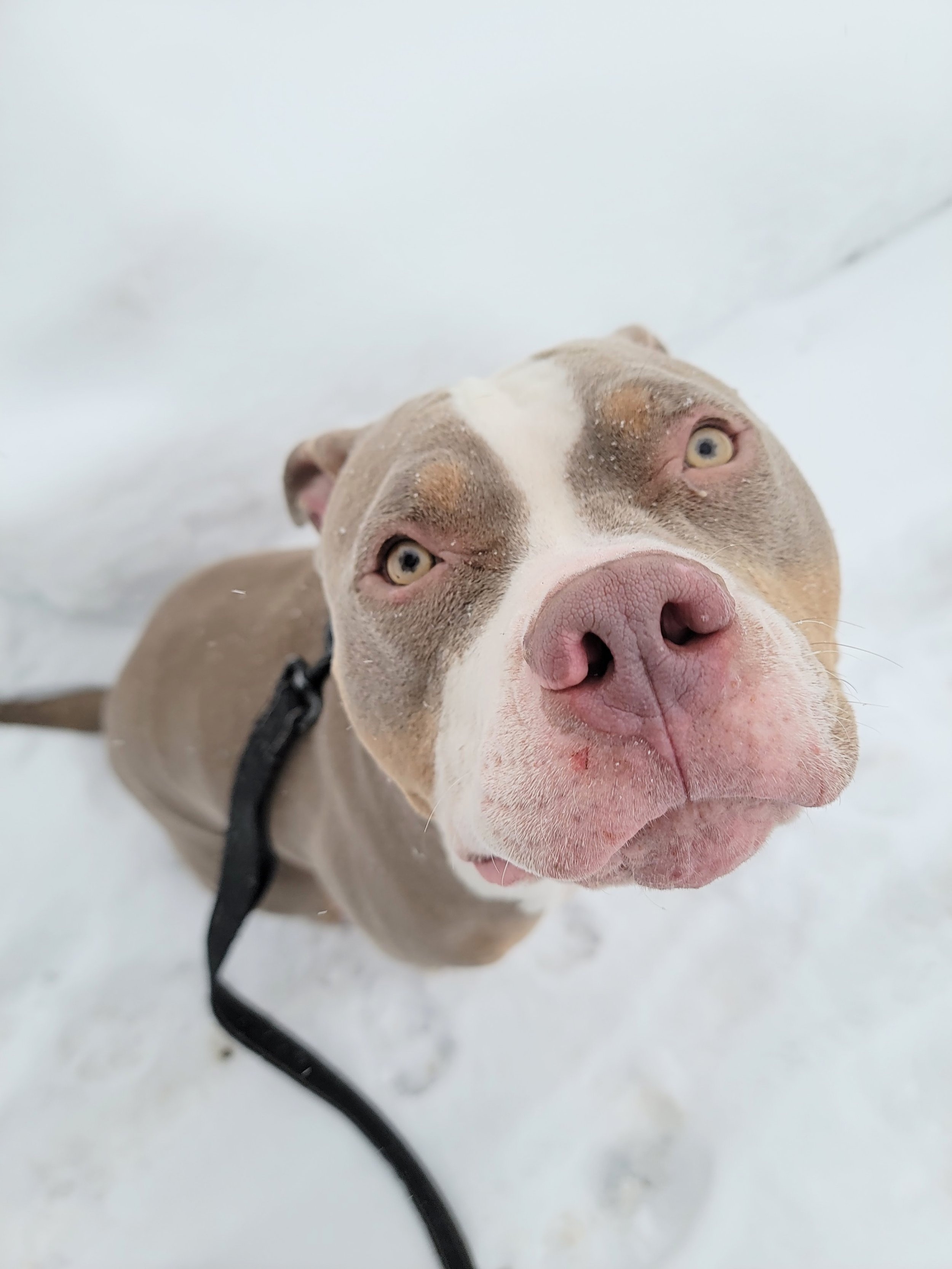 BUBBA - Bully Mix