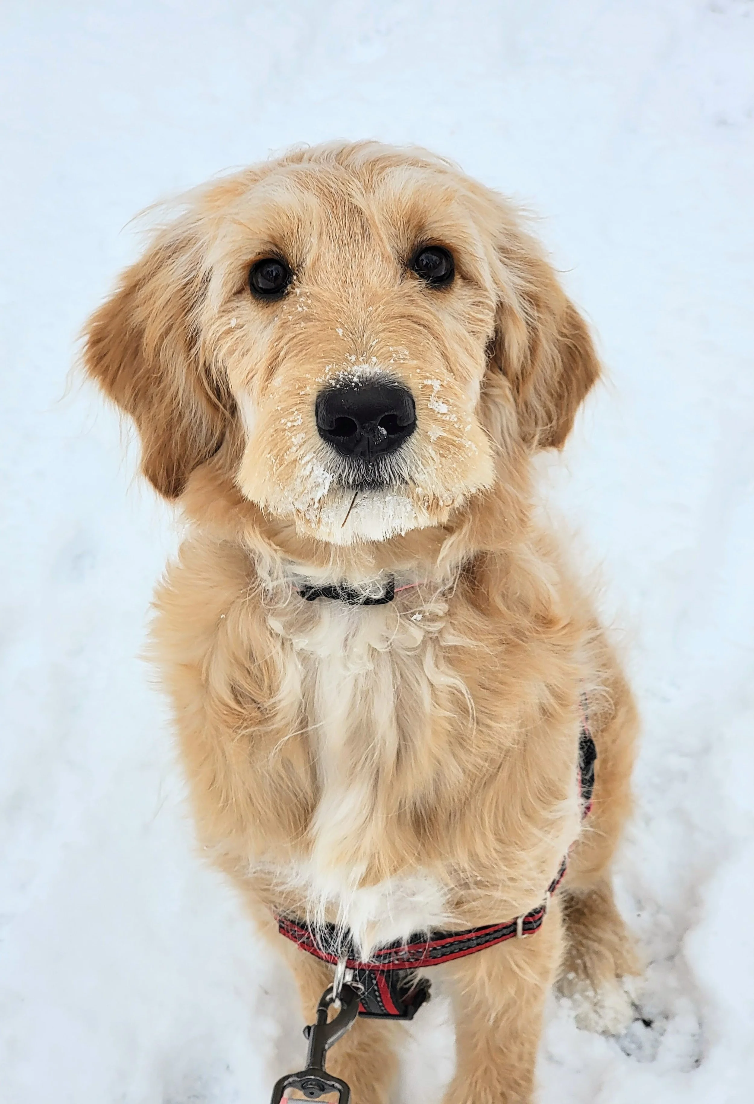 CASSIE - Mini Goldendoodle