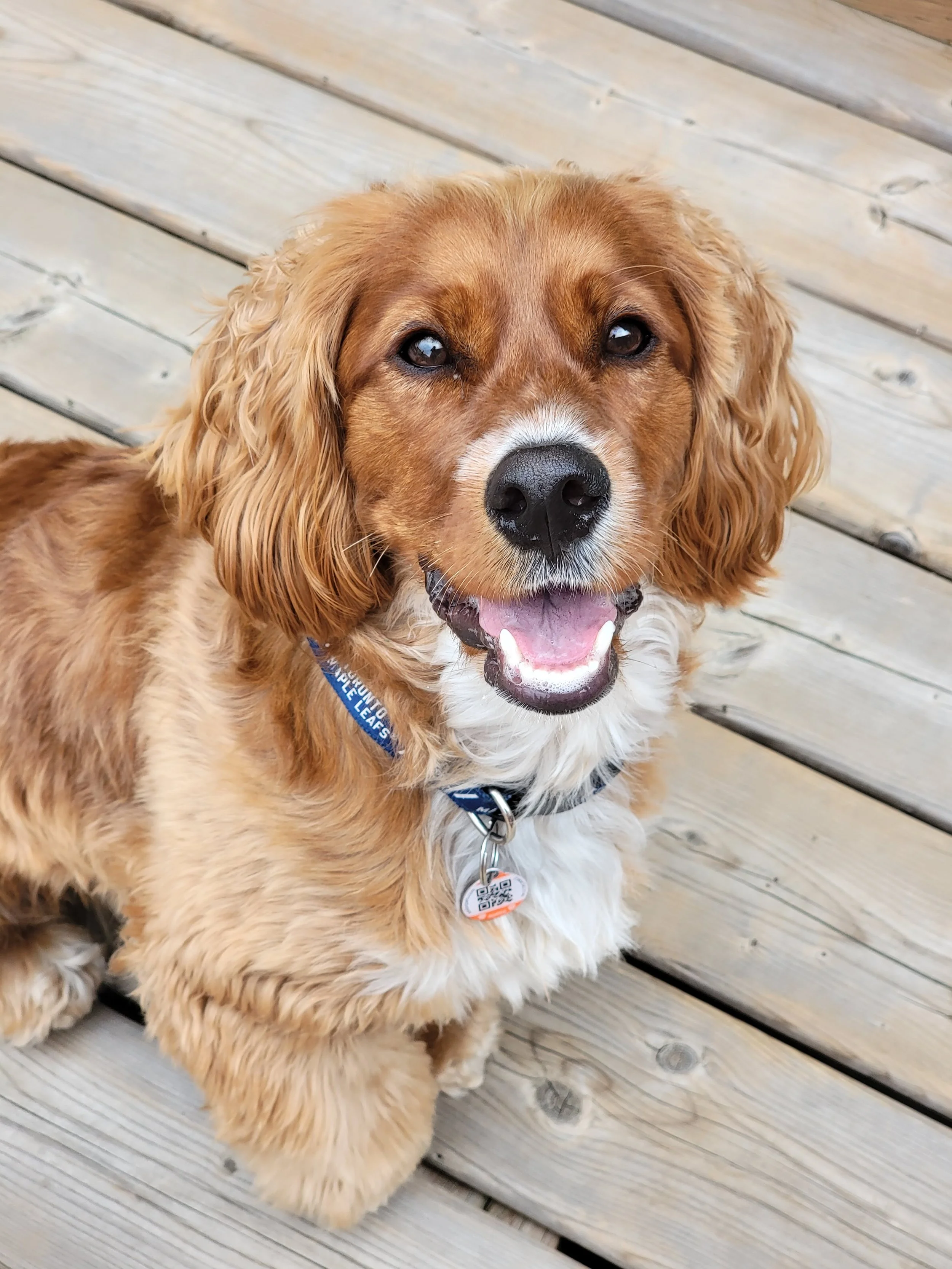 HENRY - Cockapoo