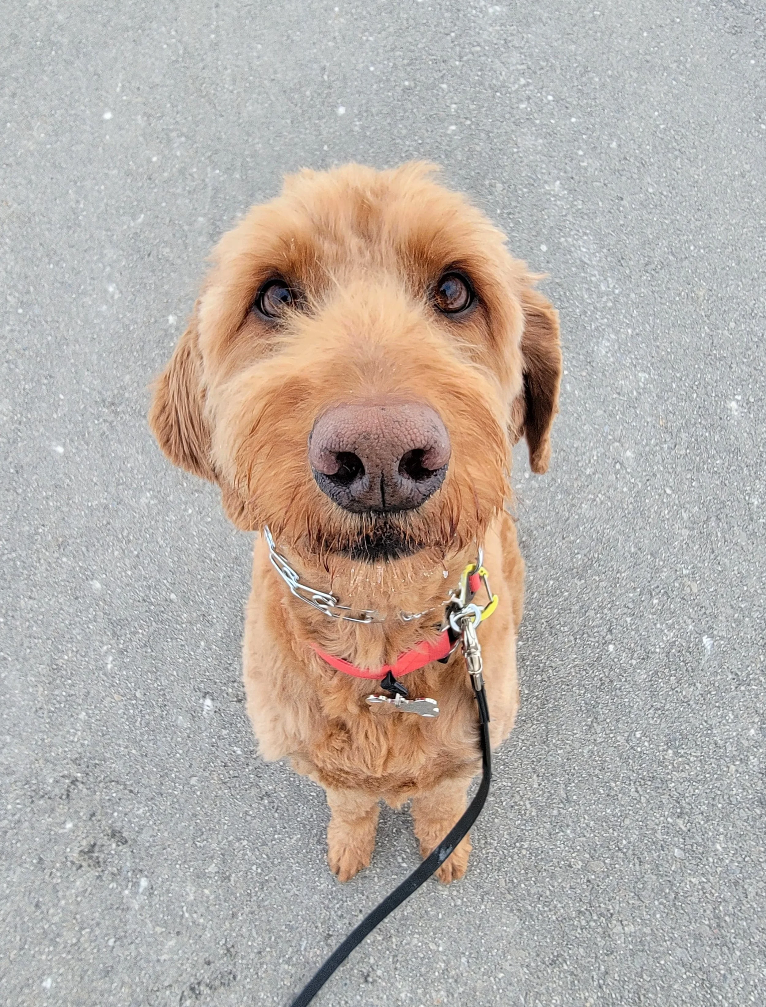 JASPER - Goldendoodle