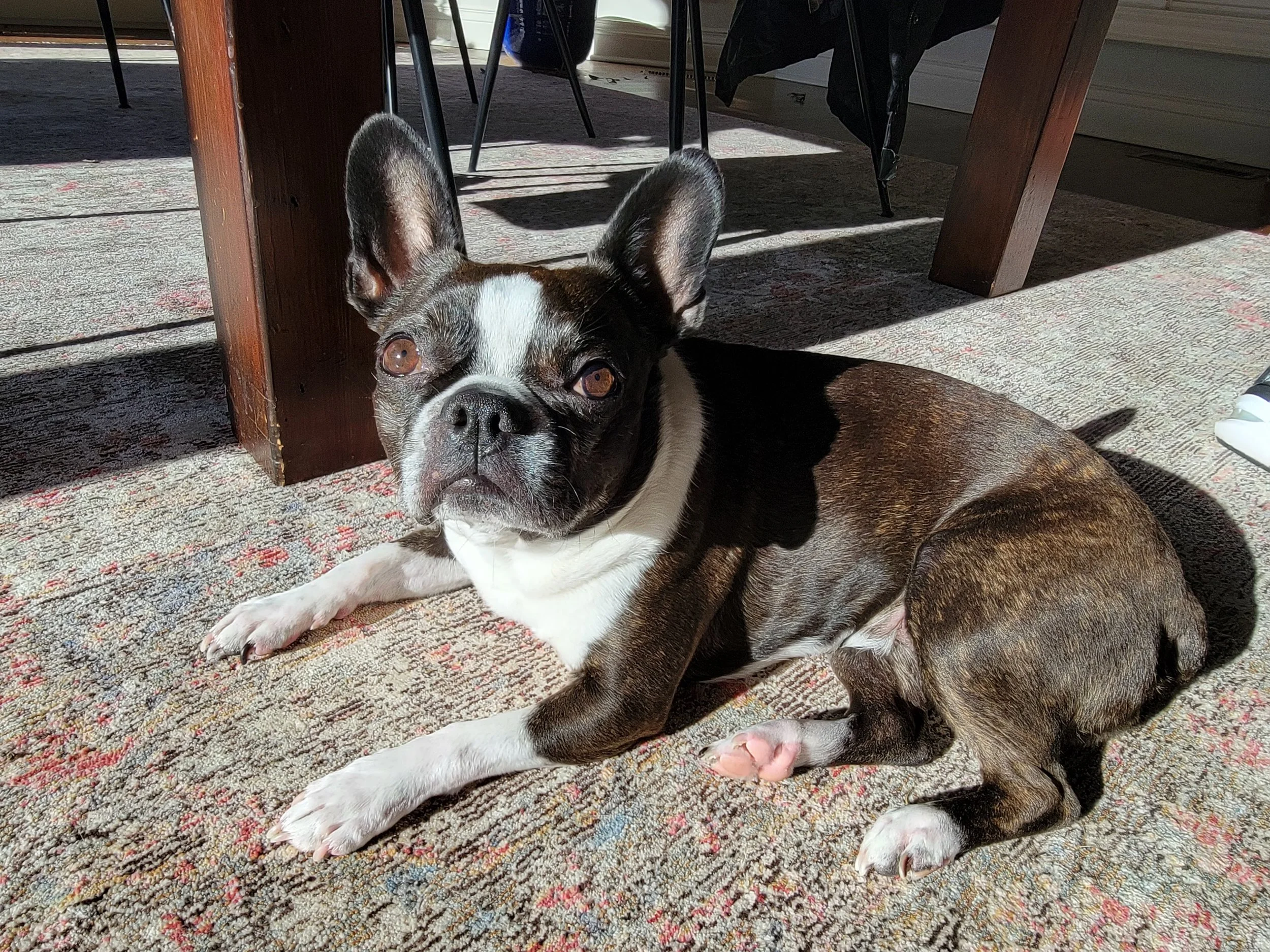 LILY - Boston Terrier