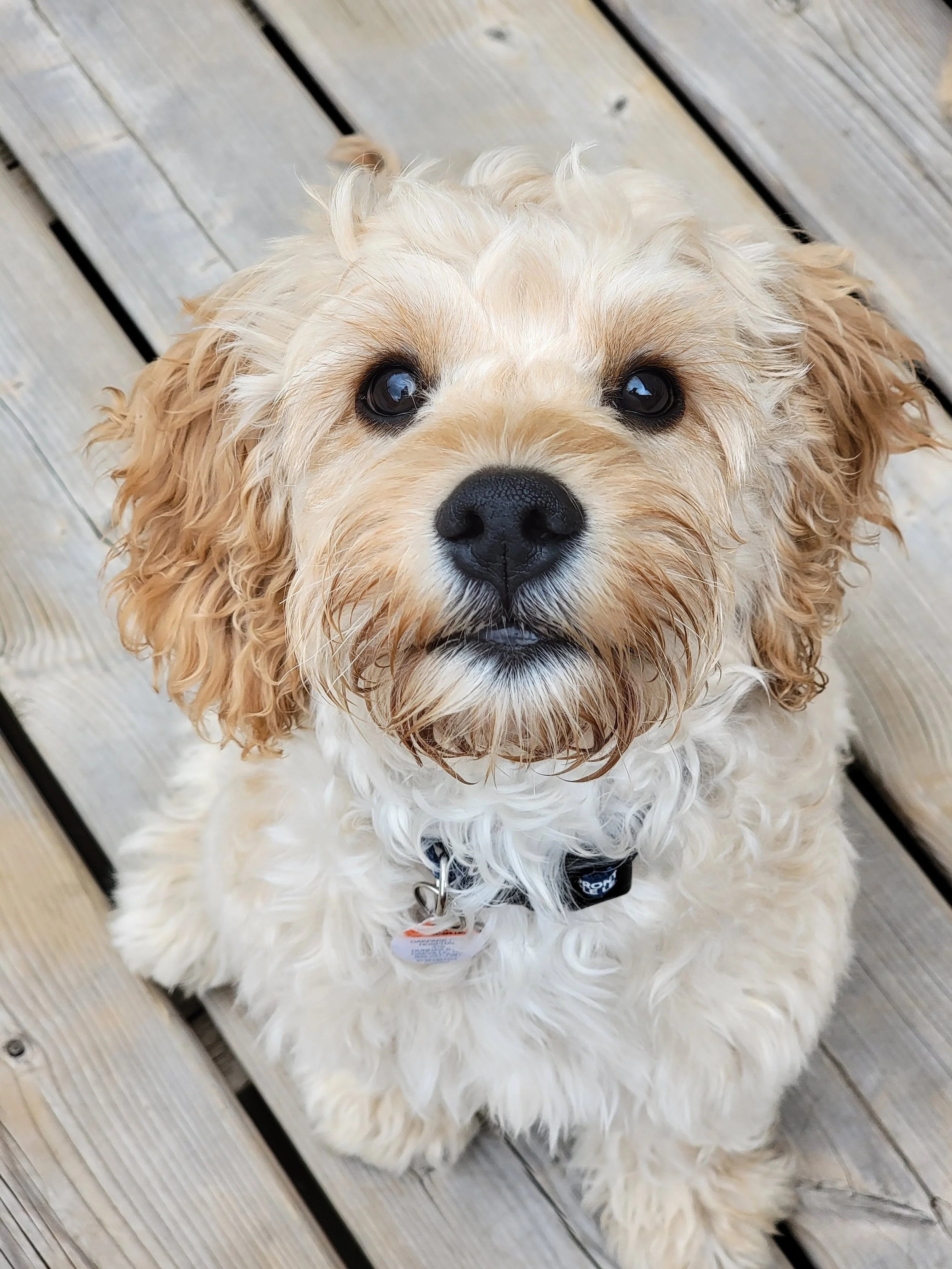 LUKAS - Cockapoo