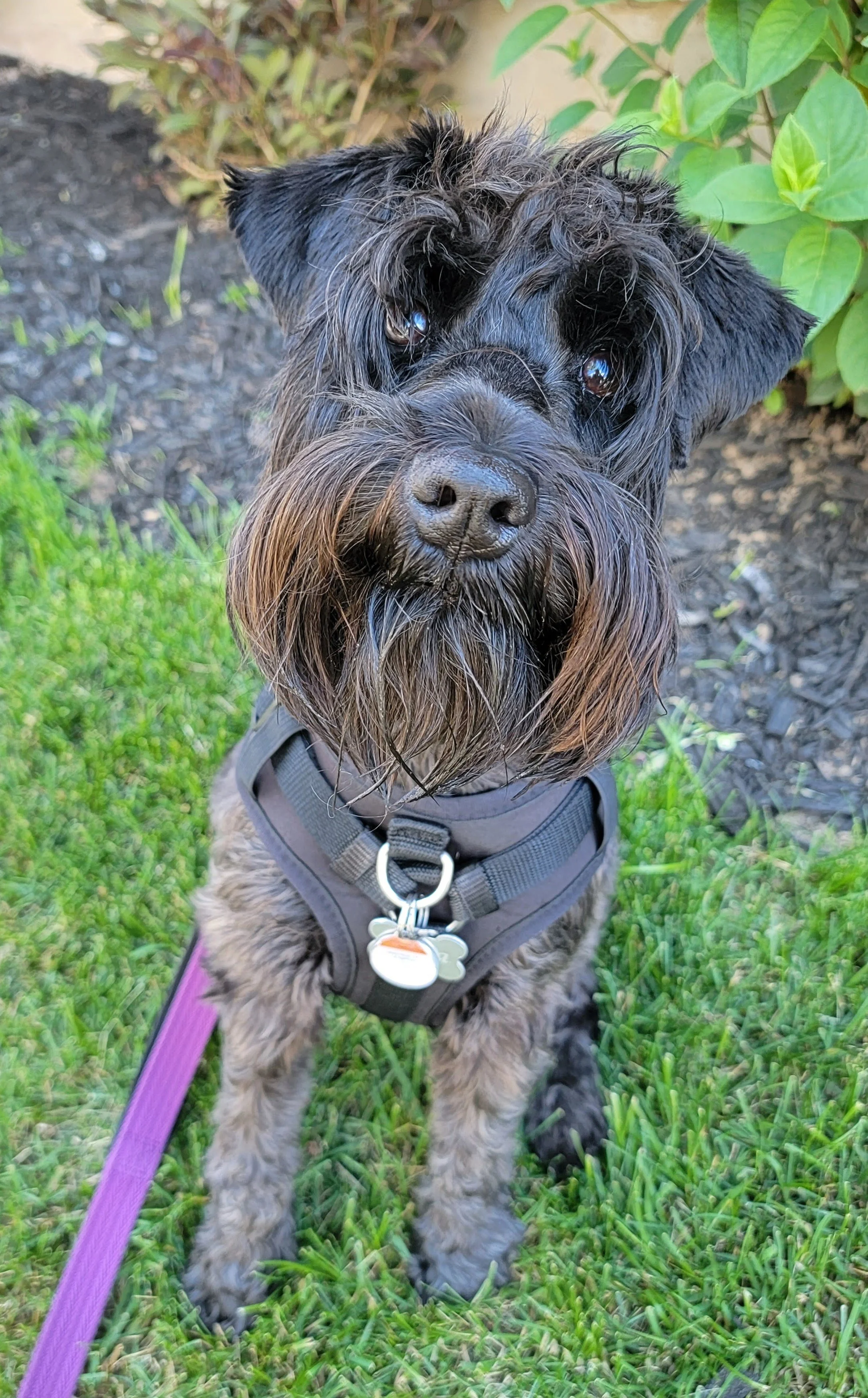 LUNA - Miniature Schnauzer