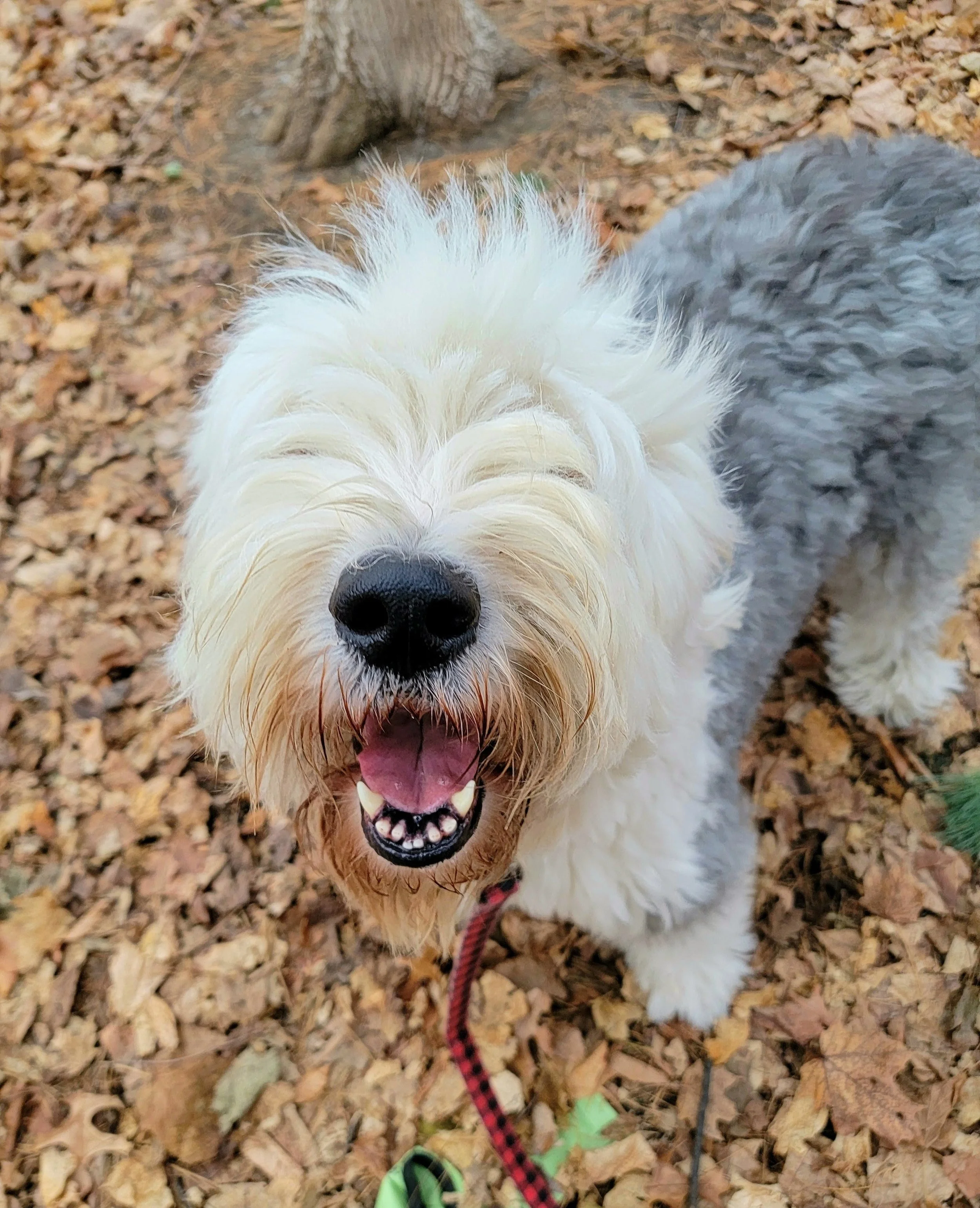 MARCIE - English Sheepdog