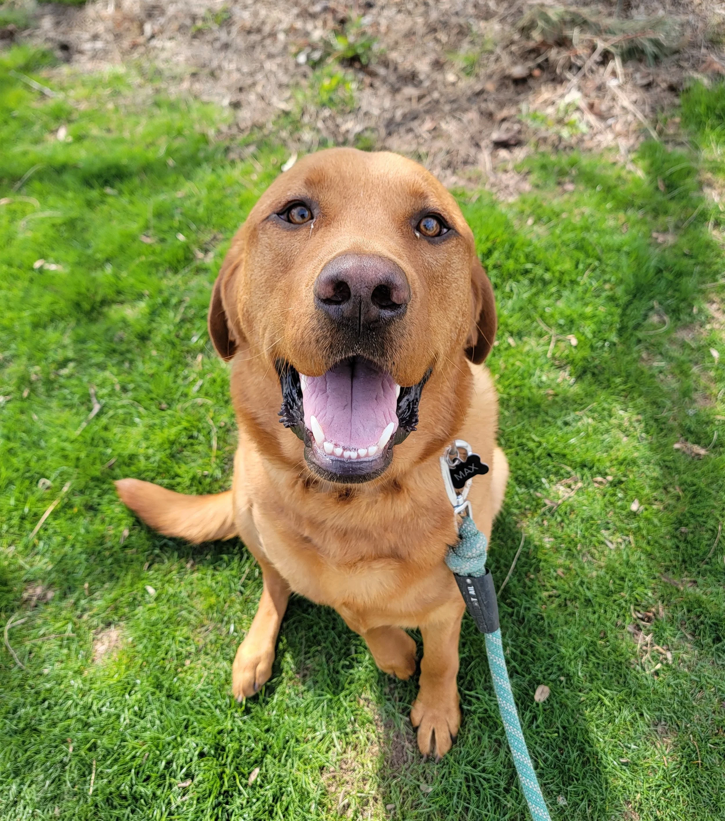 MAX - Golden Labrador