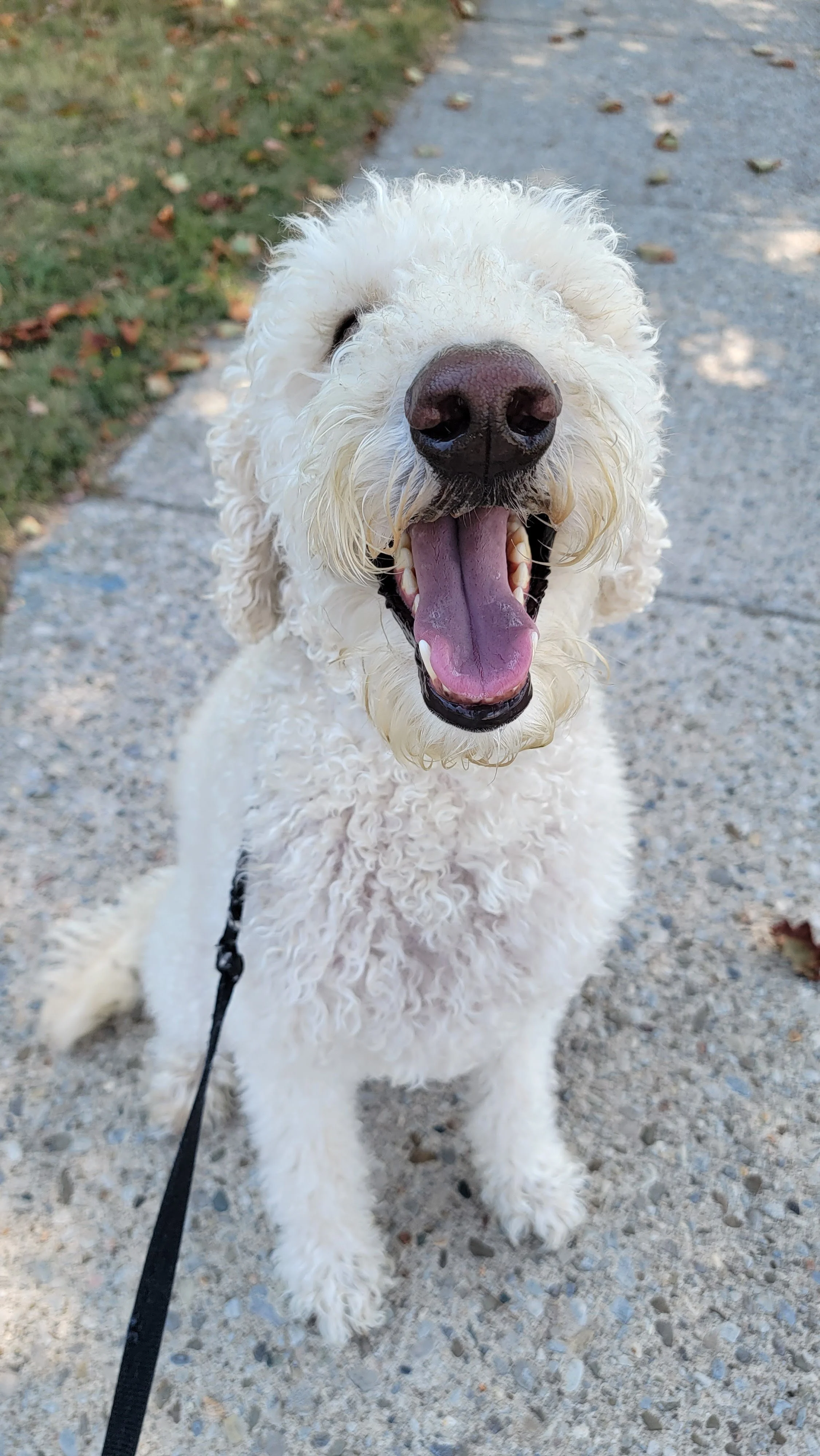 CASSIE - Goldendoodle