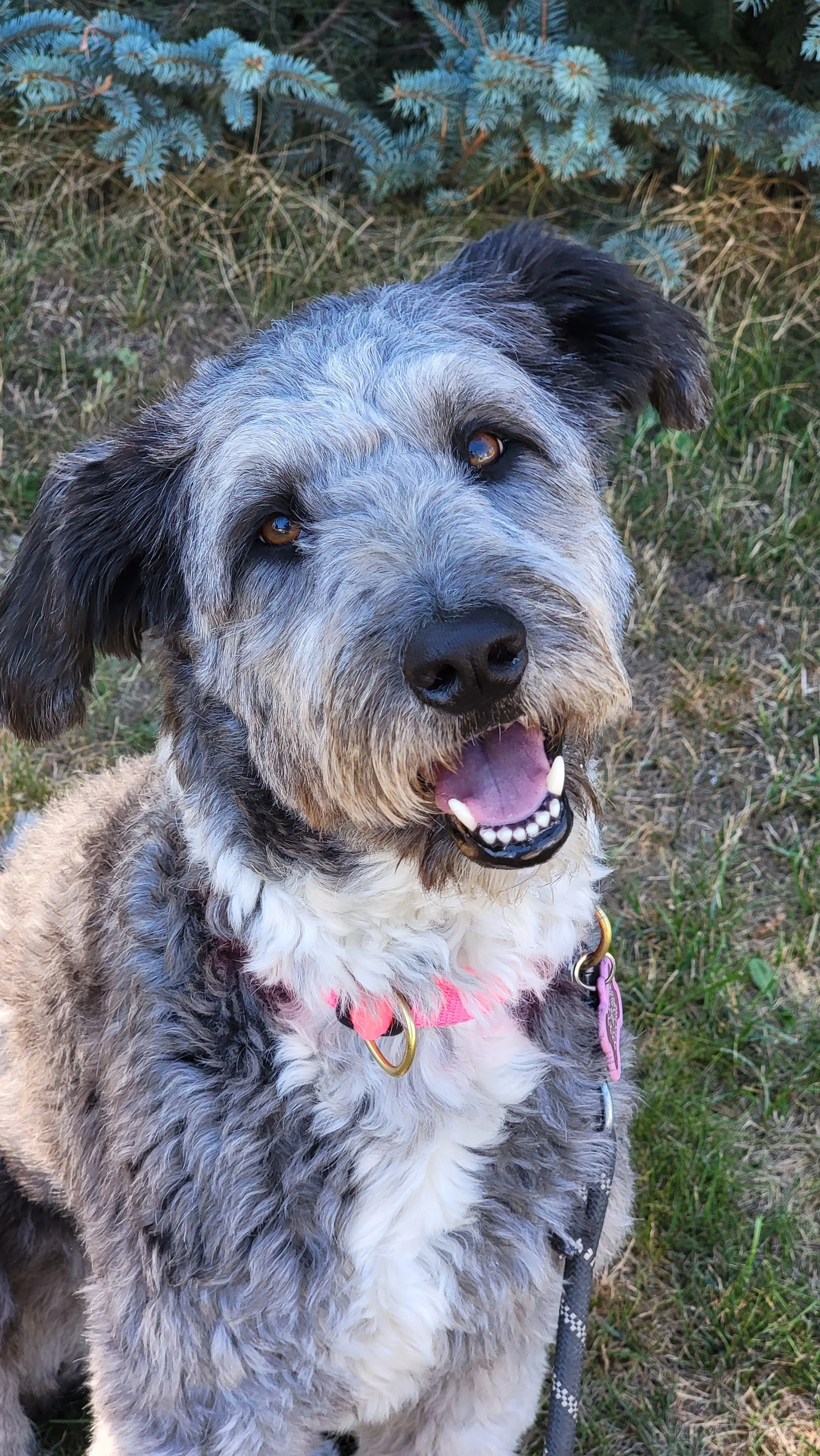 FRANKIE - Goldendoodle