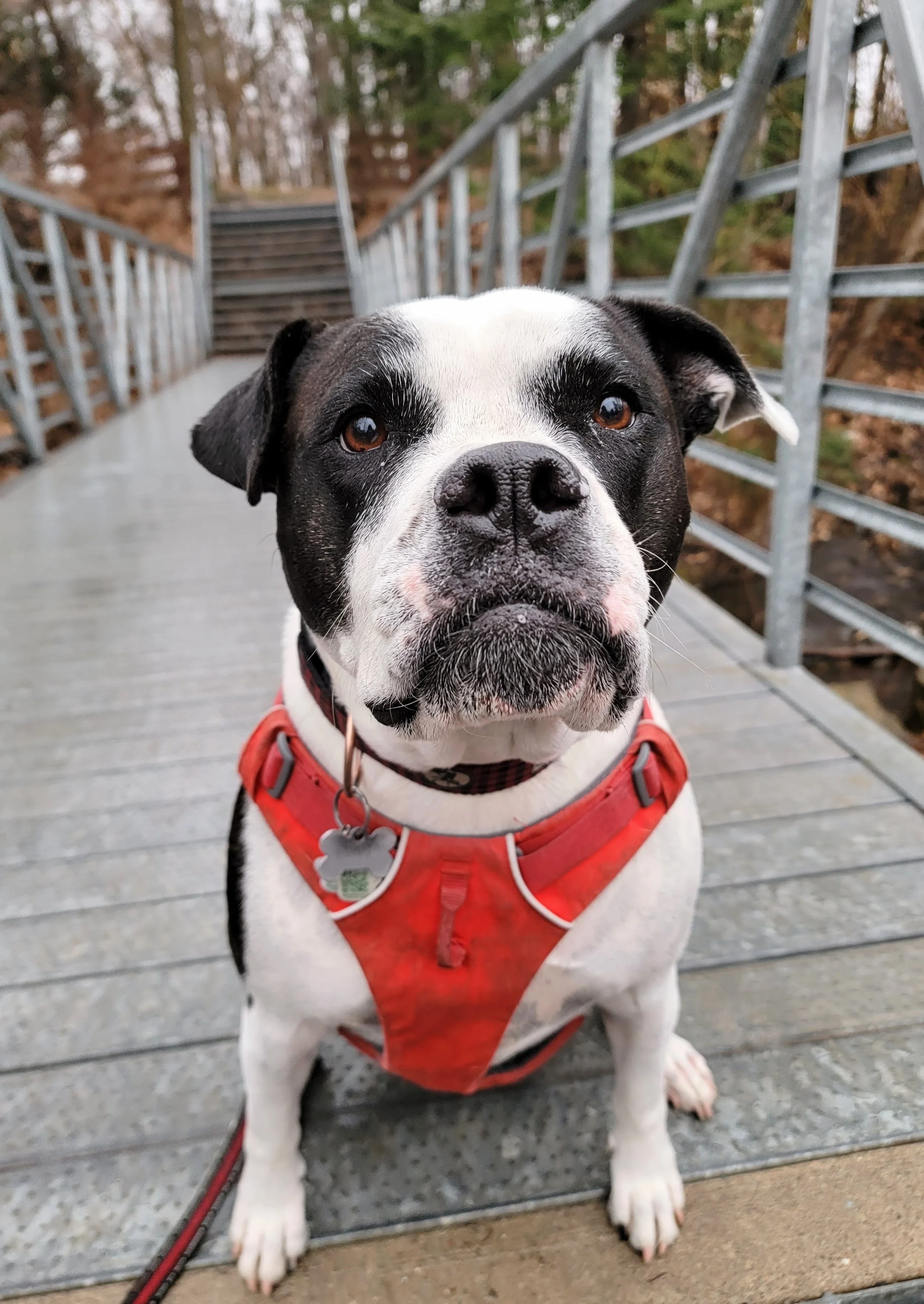 JYNX - Old English Bulldog