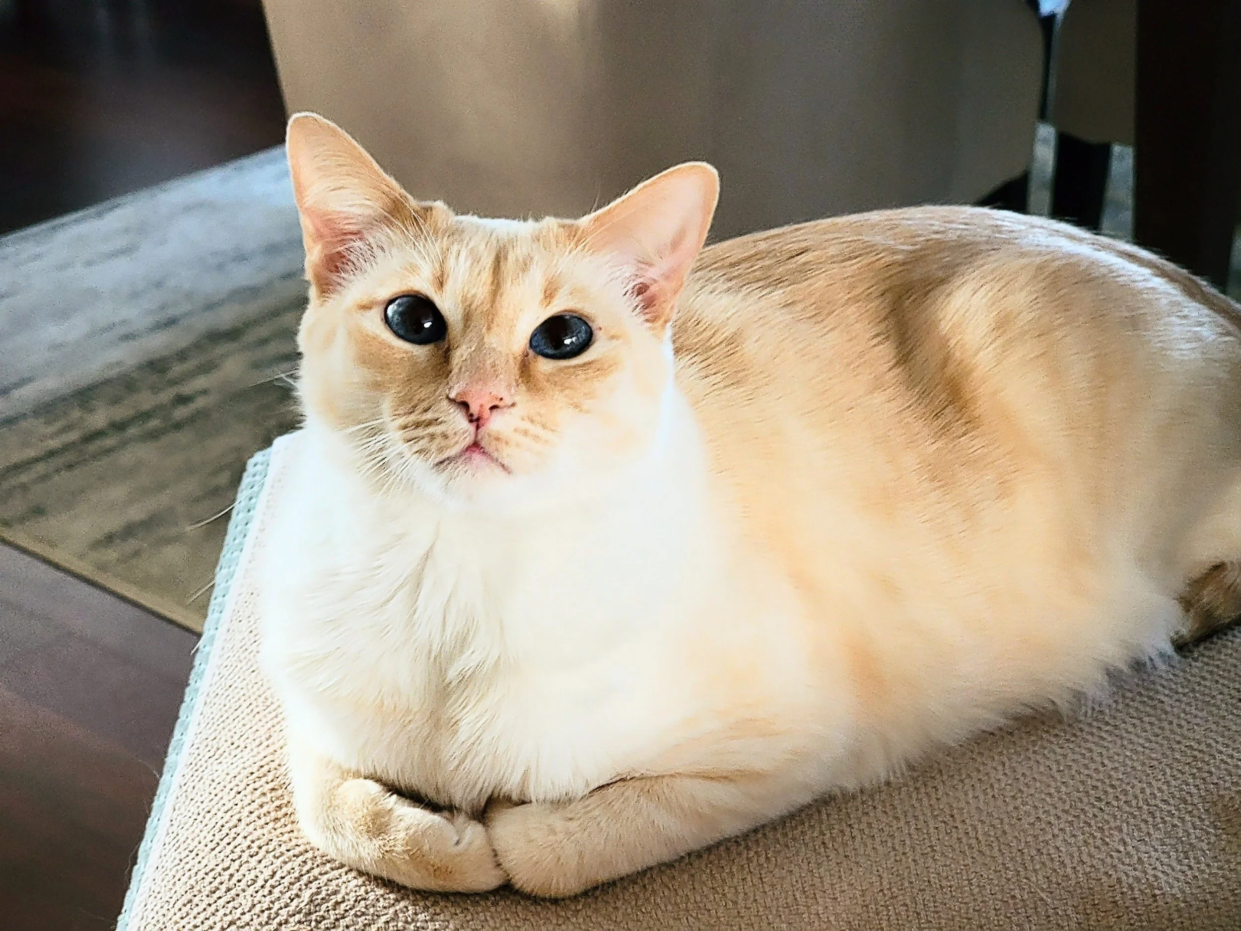 MEEKO