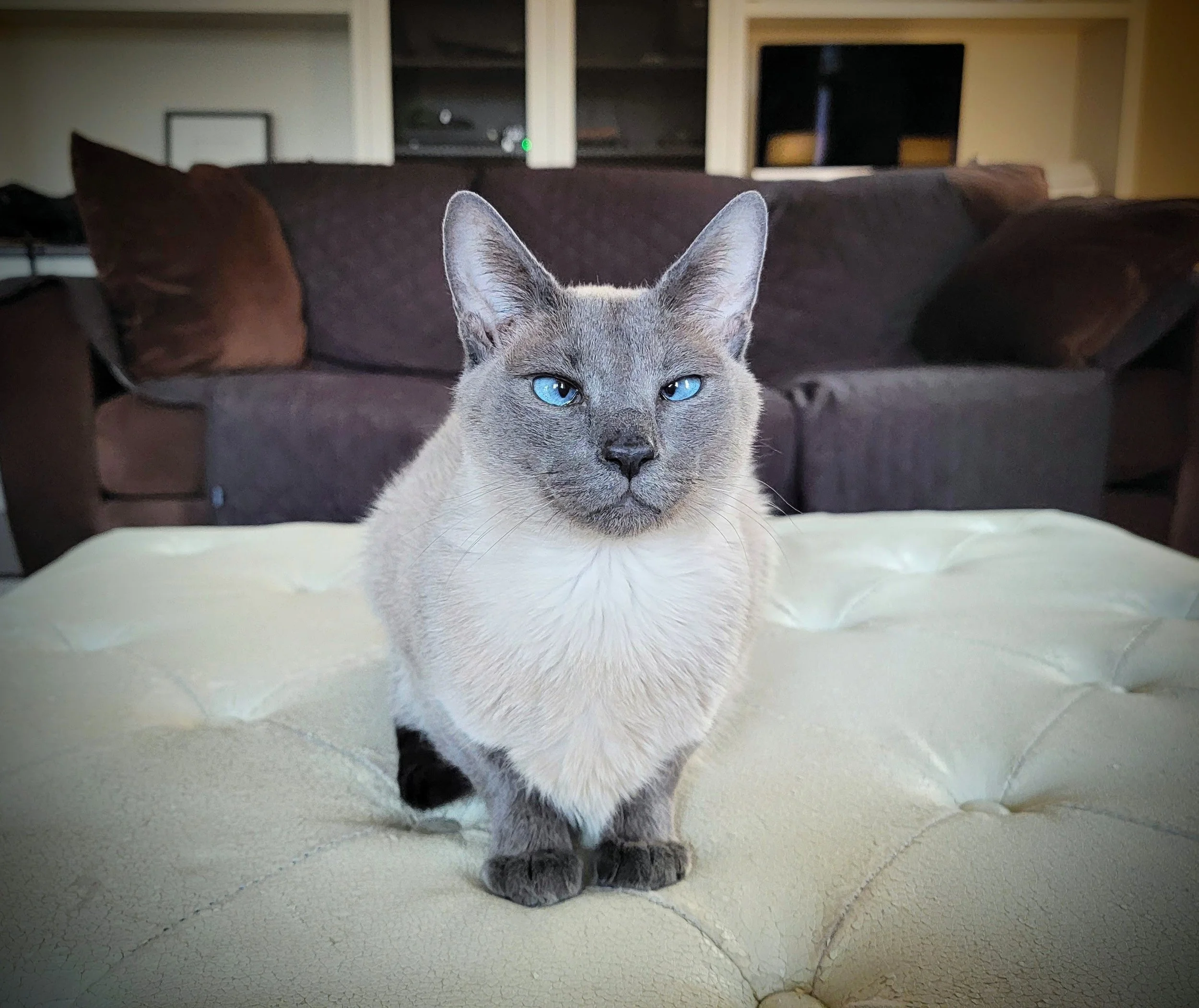 TAFFY