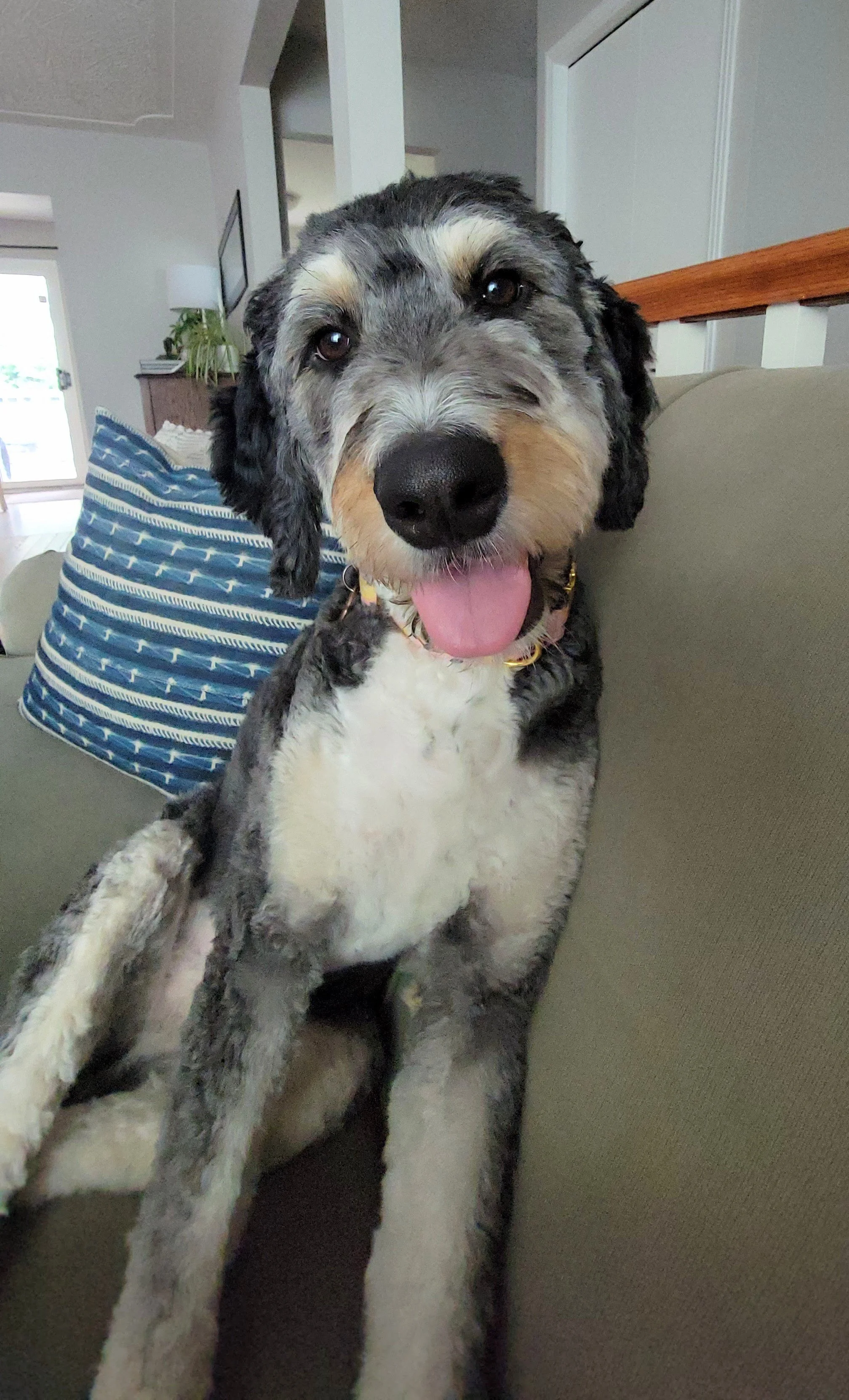 KYA - Bernedoodle