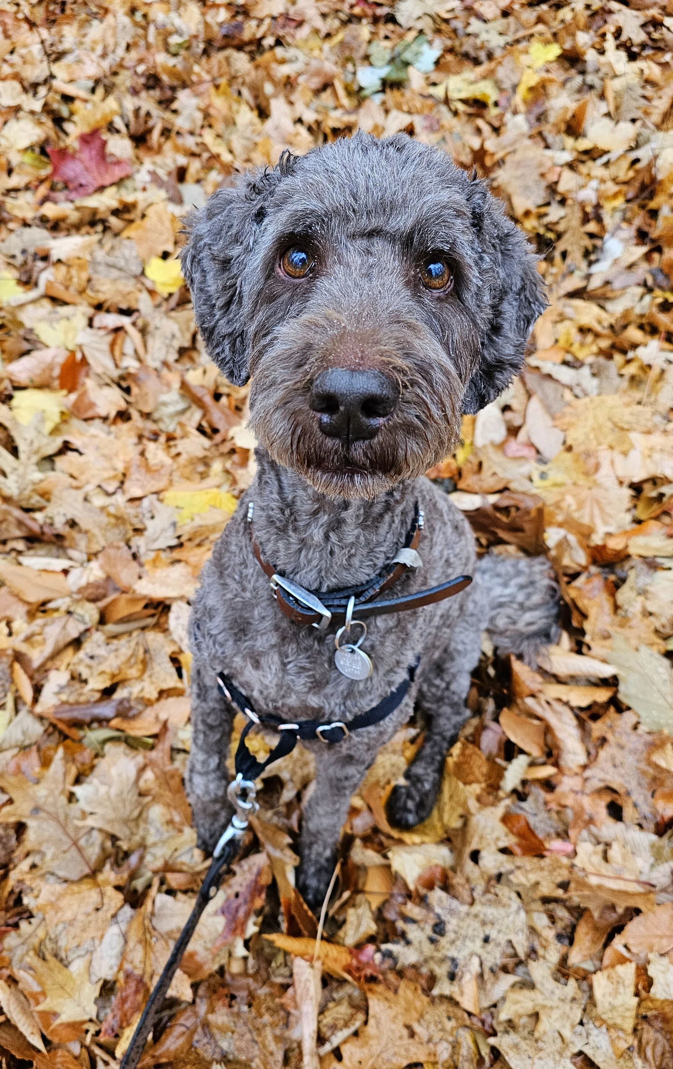 RAISIN - Goldendoodle