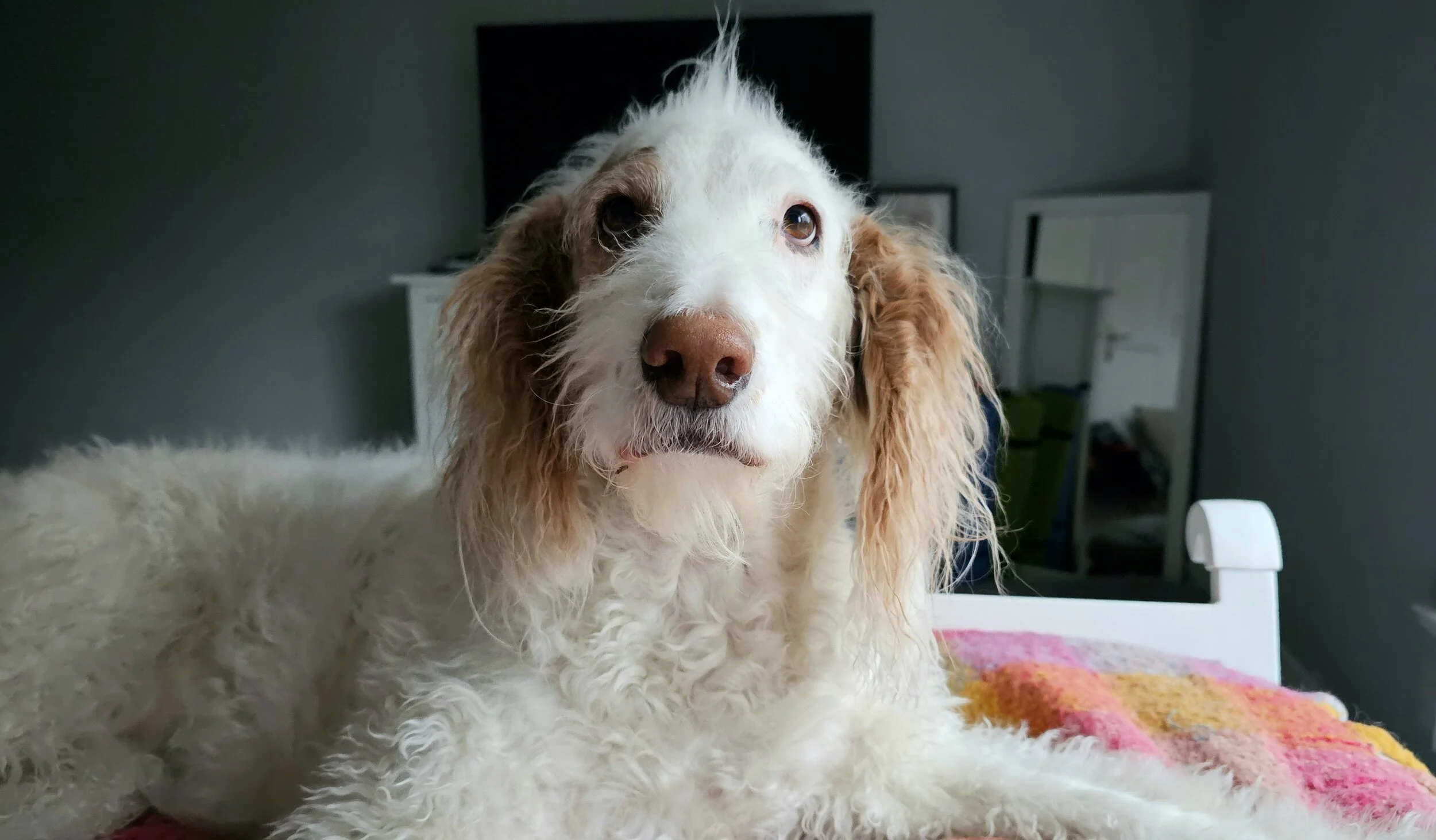 TILLEY - Goldendoodle