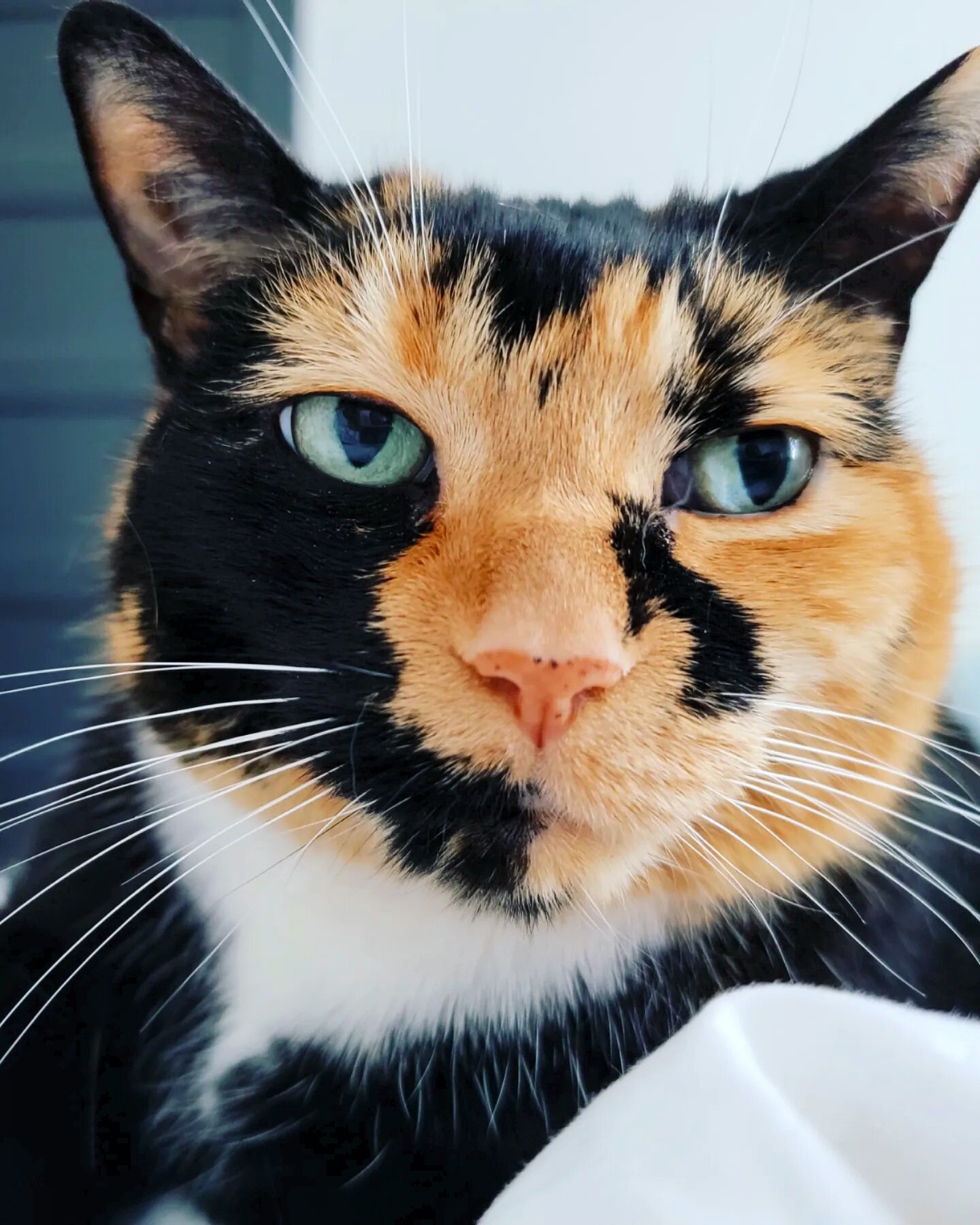 CALLIE