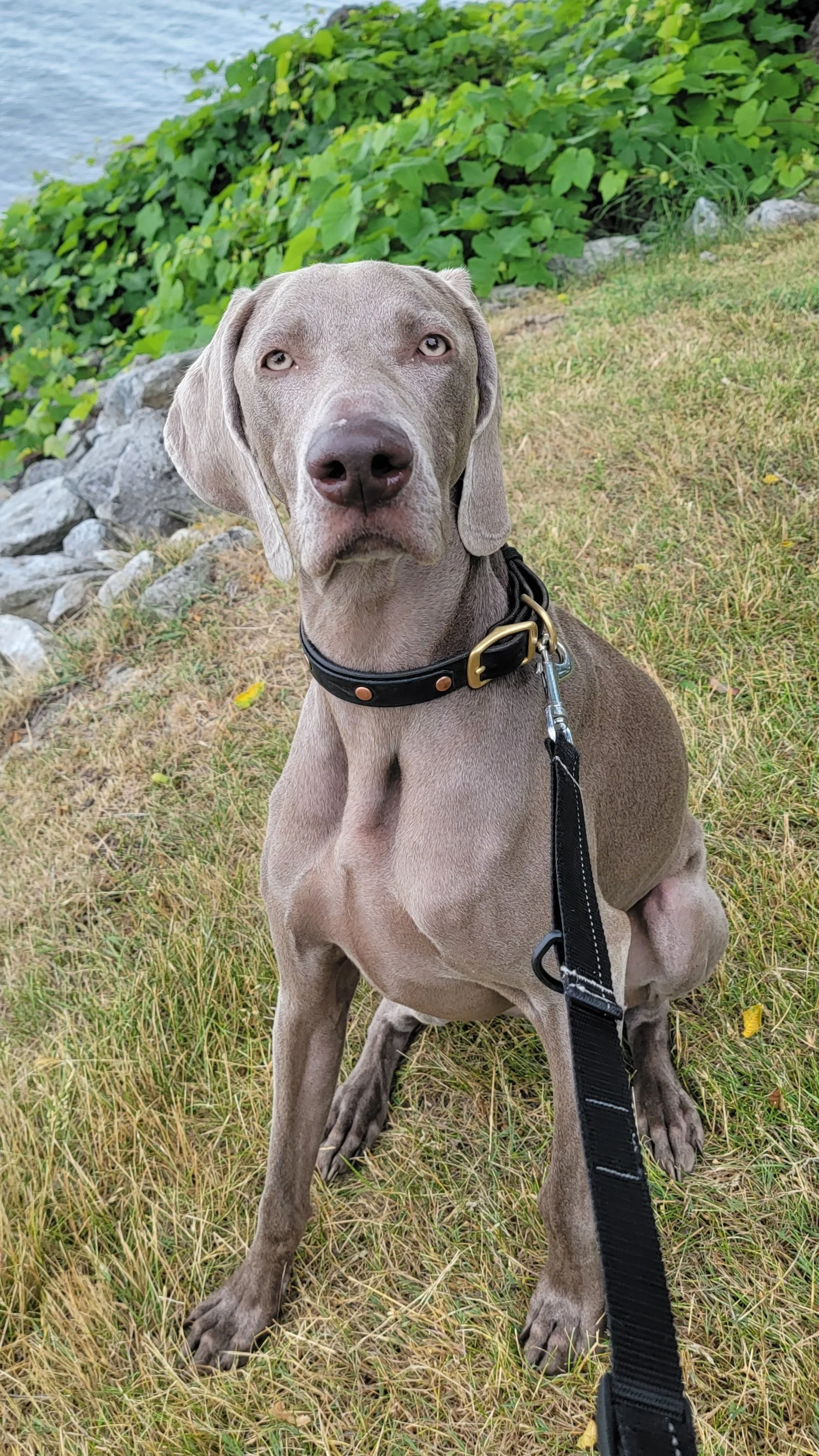 MILLIE - Weimaraner