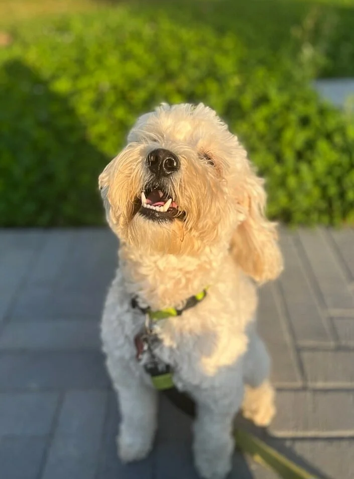 FINNIGAN - Cockapoo