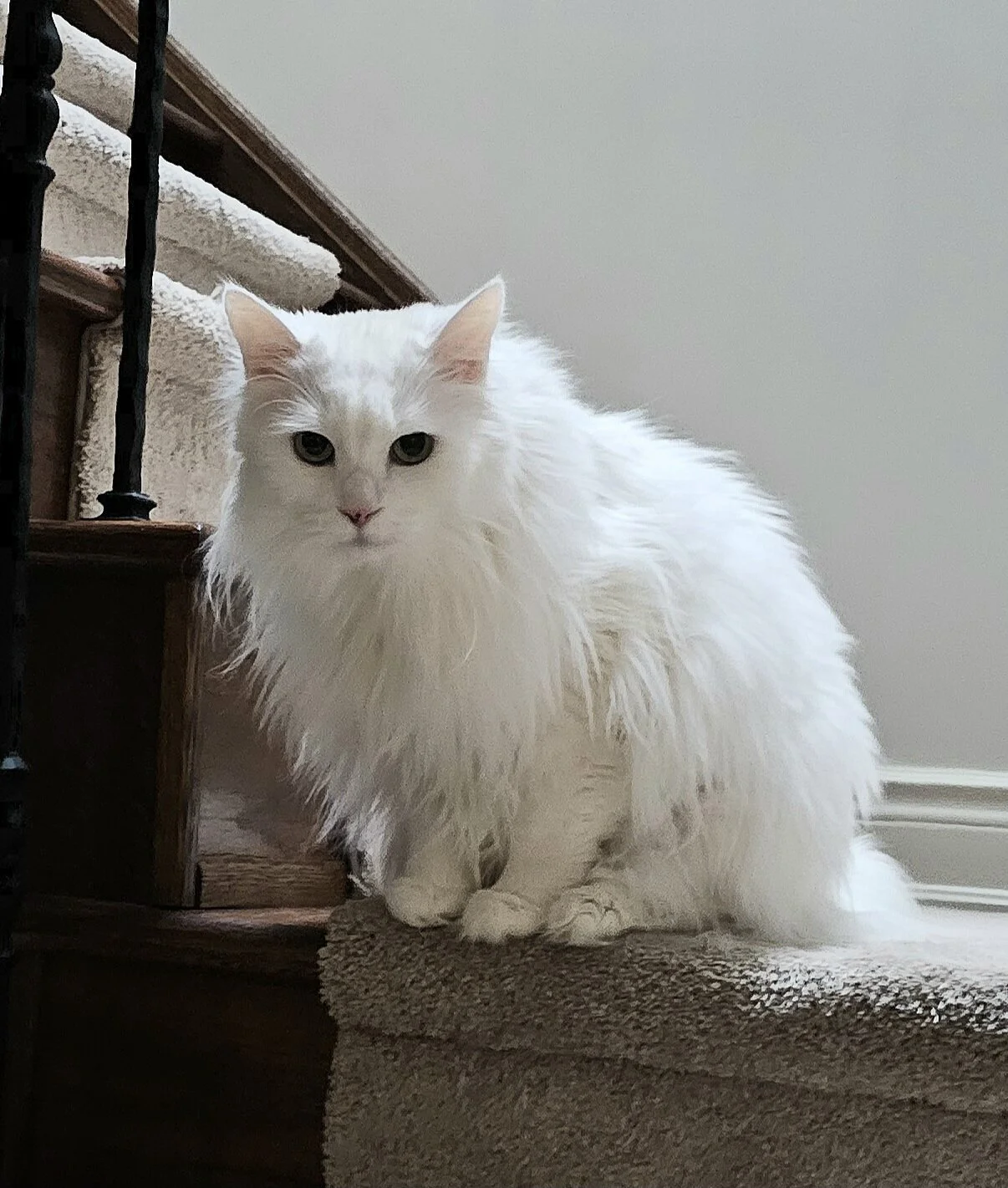 SERAFINA