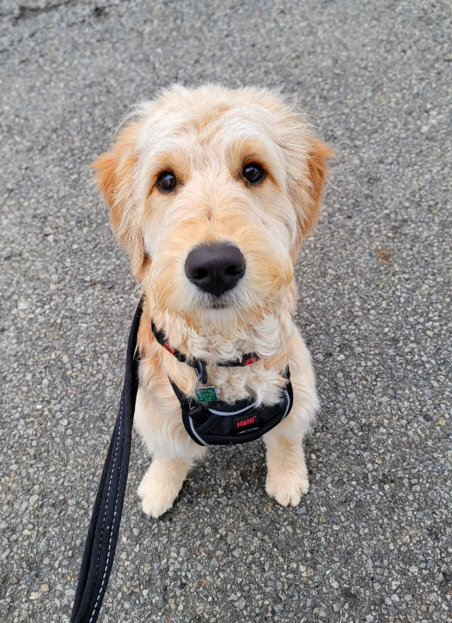 BENTLEY - Mini Goldendoodle
