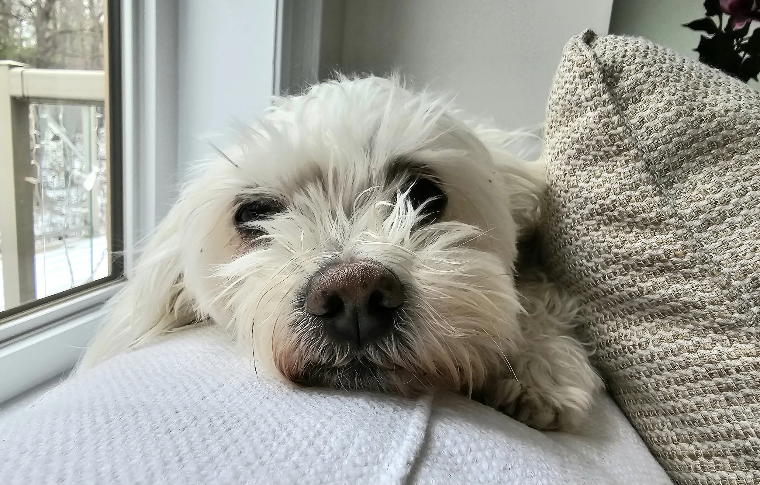 DIXIE - Maltese