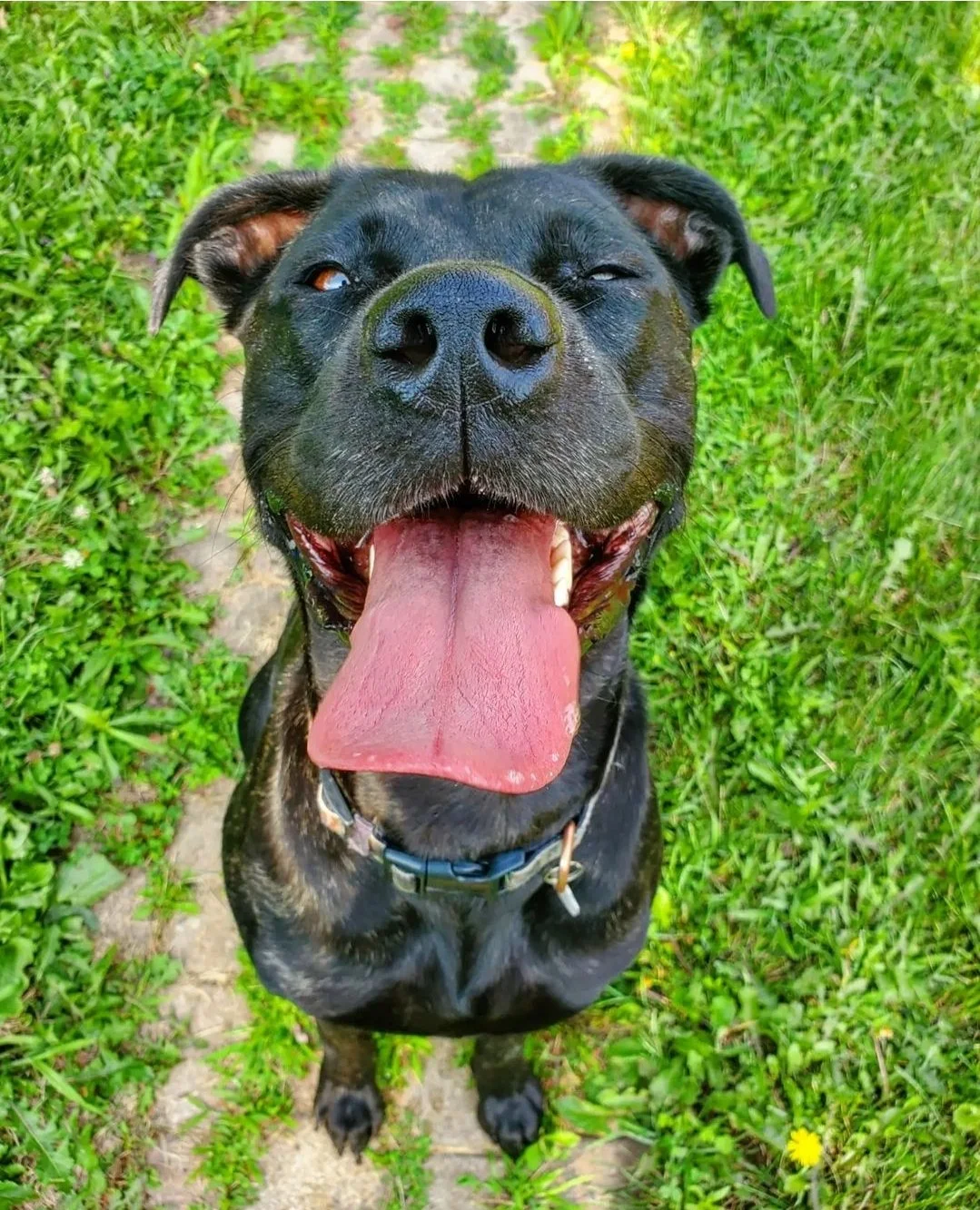 NALA - King Corso Mix