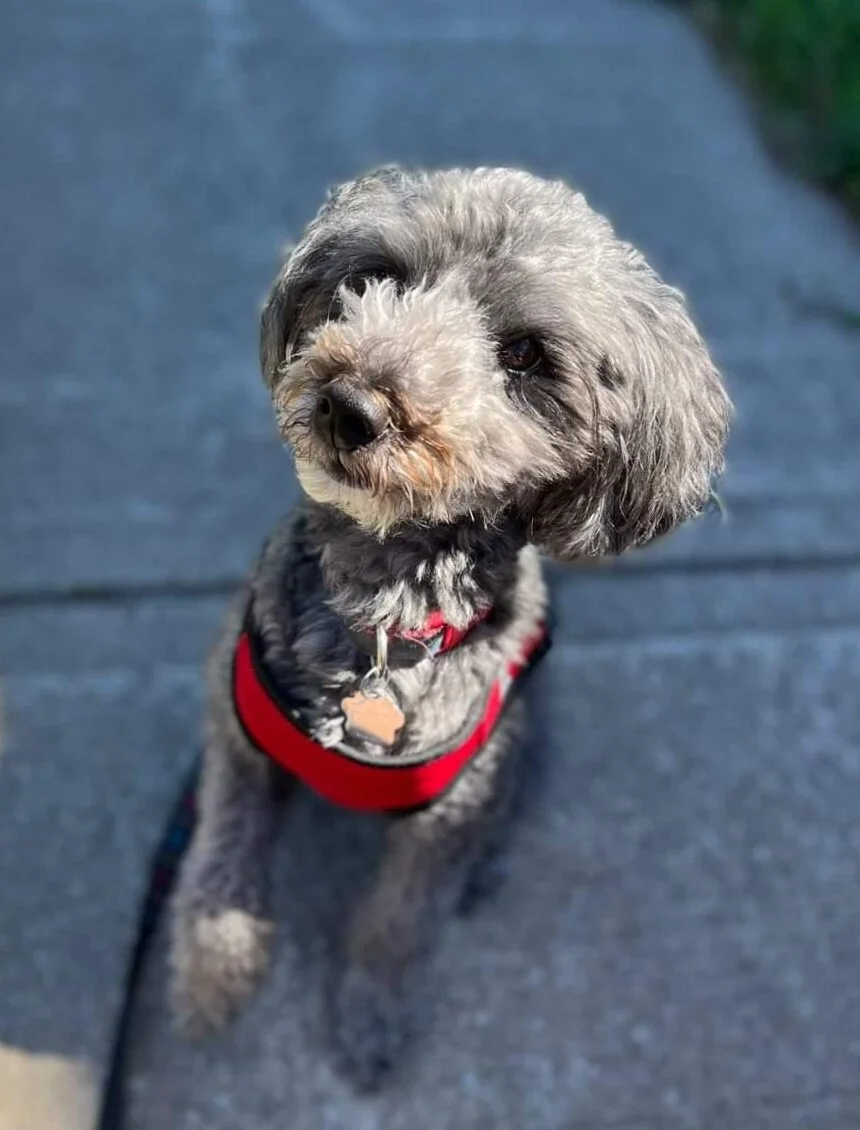 TIMBER - Mini Doodle