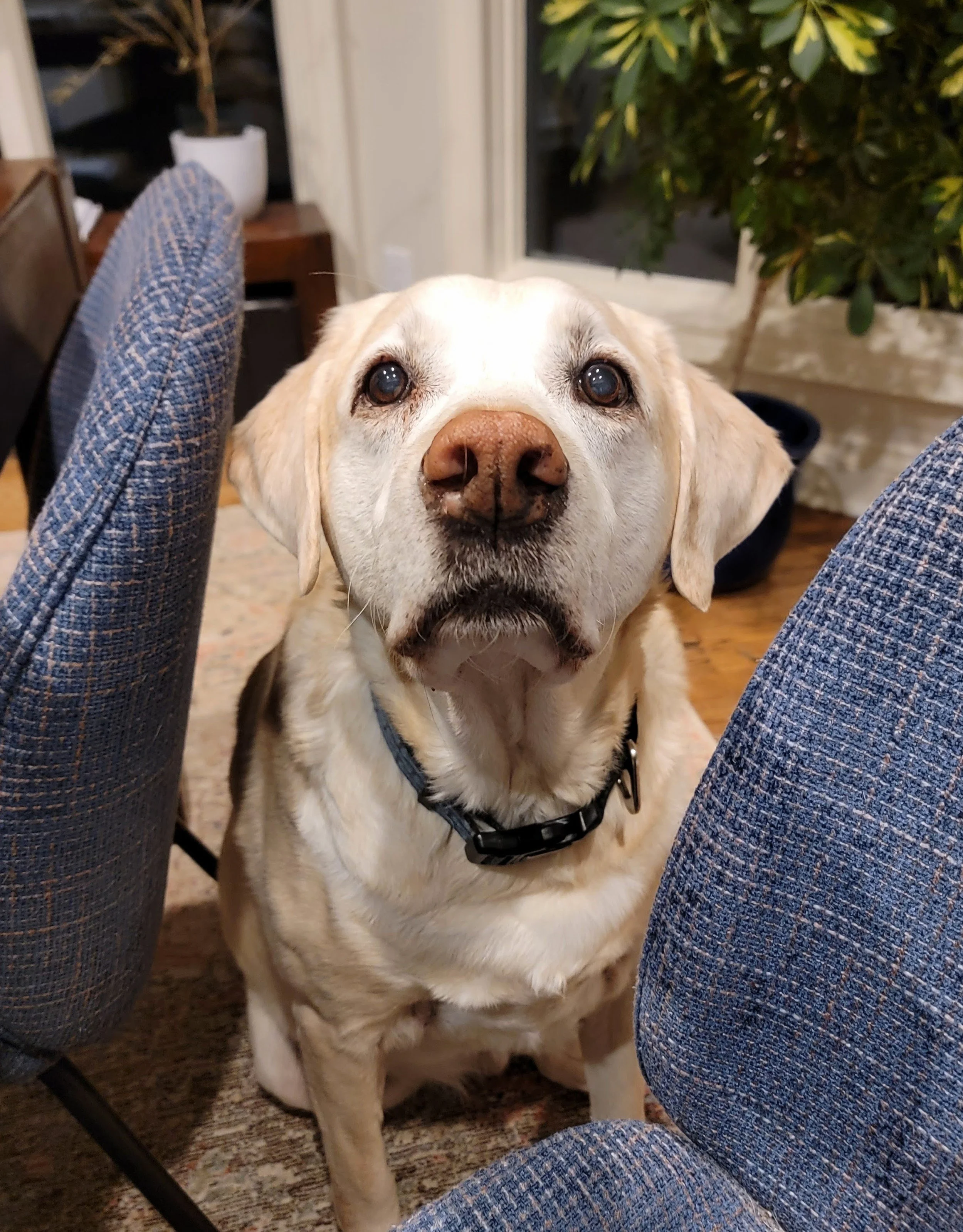 WILBUR - Golden Labrador